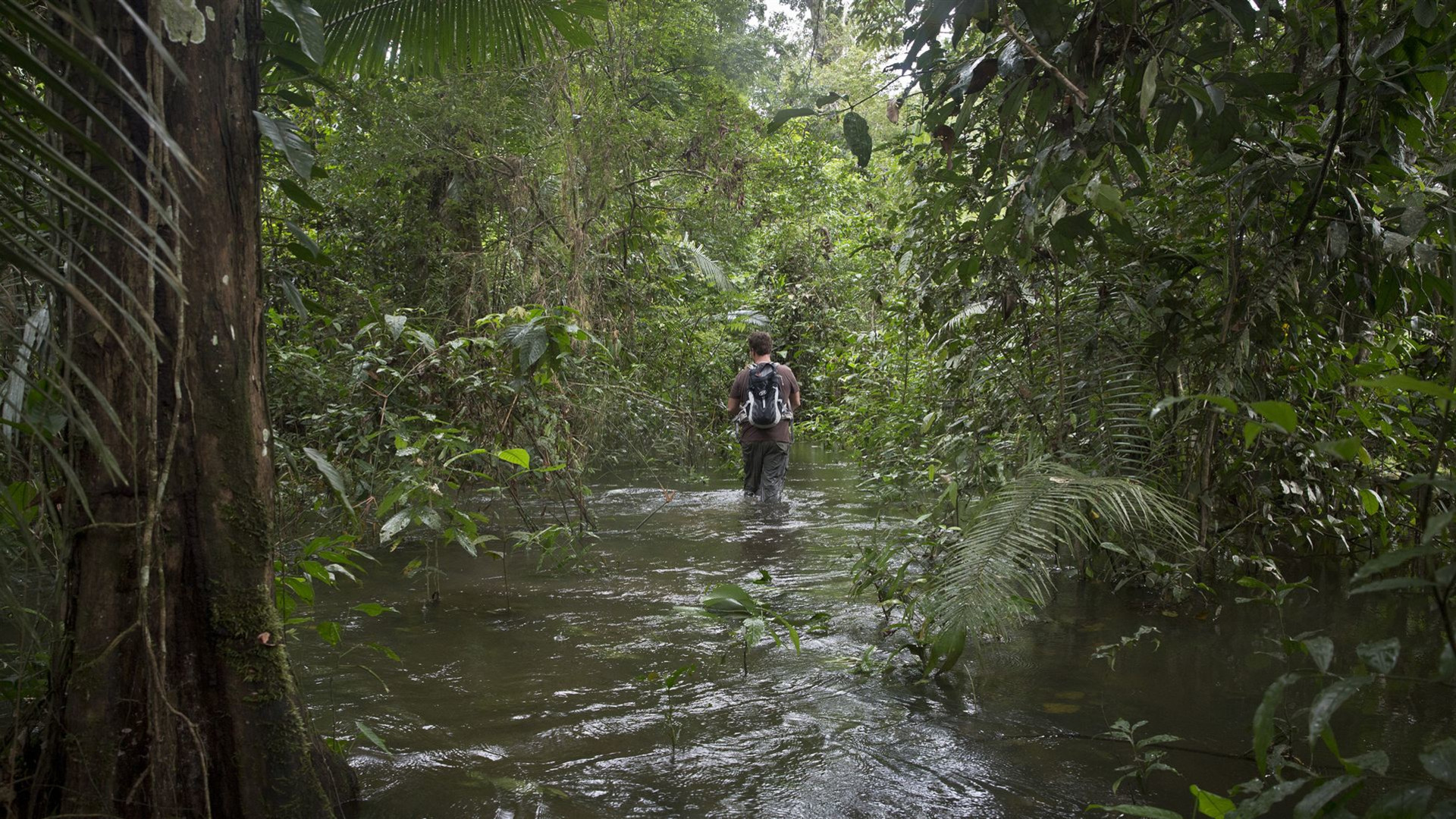 Anden & Amazonas