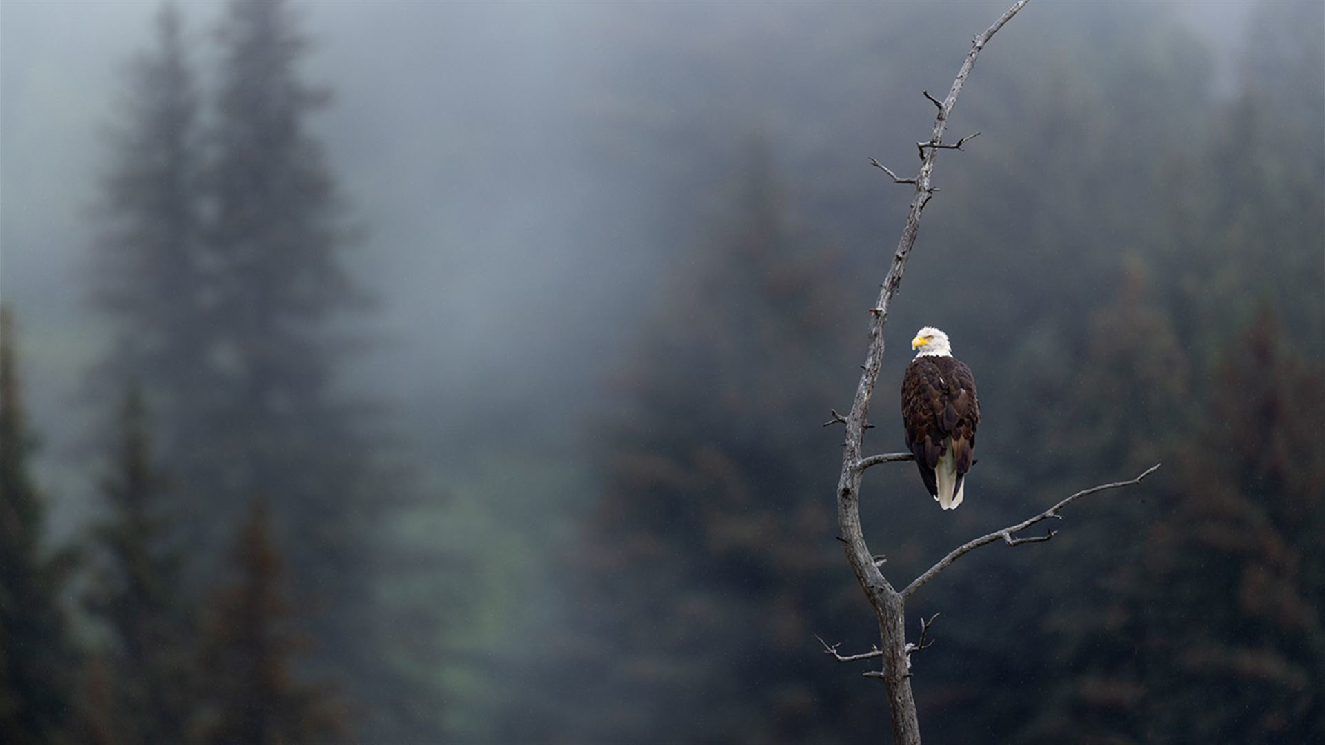 Alaska's Northern Lights