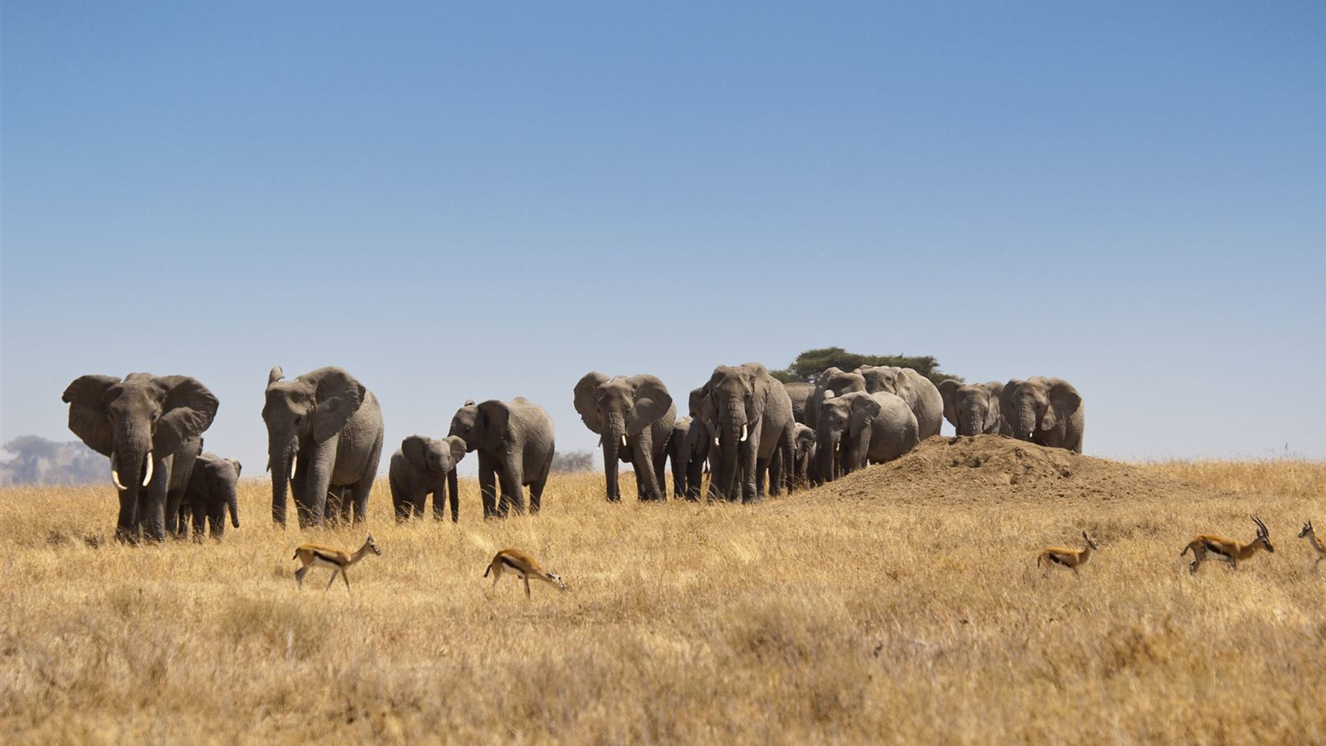 Journeys: Kenya & Tanzania Safari