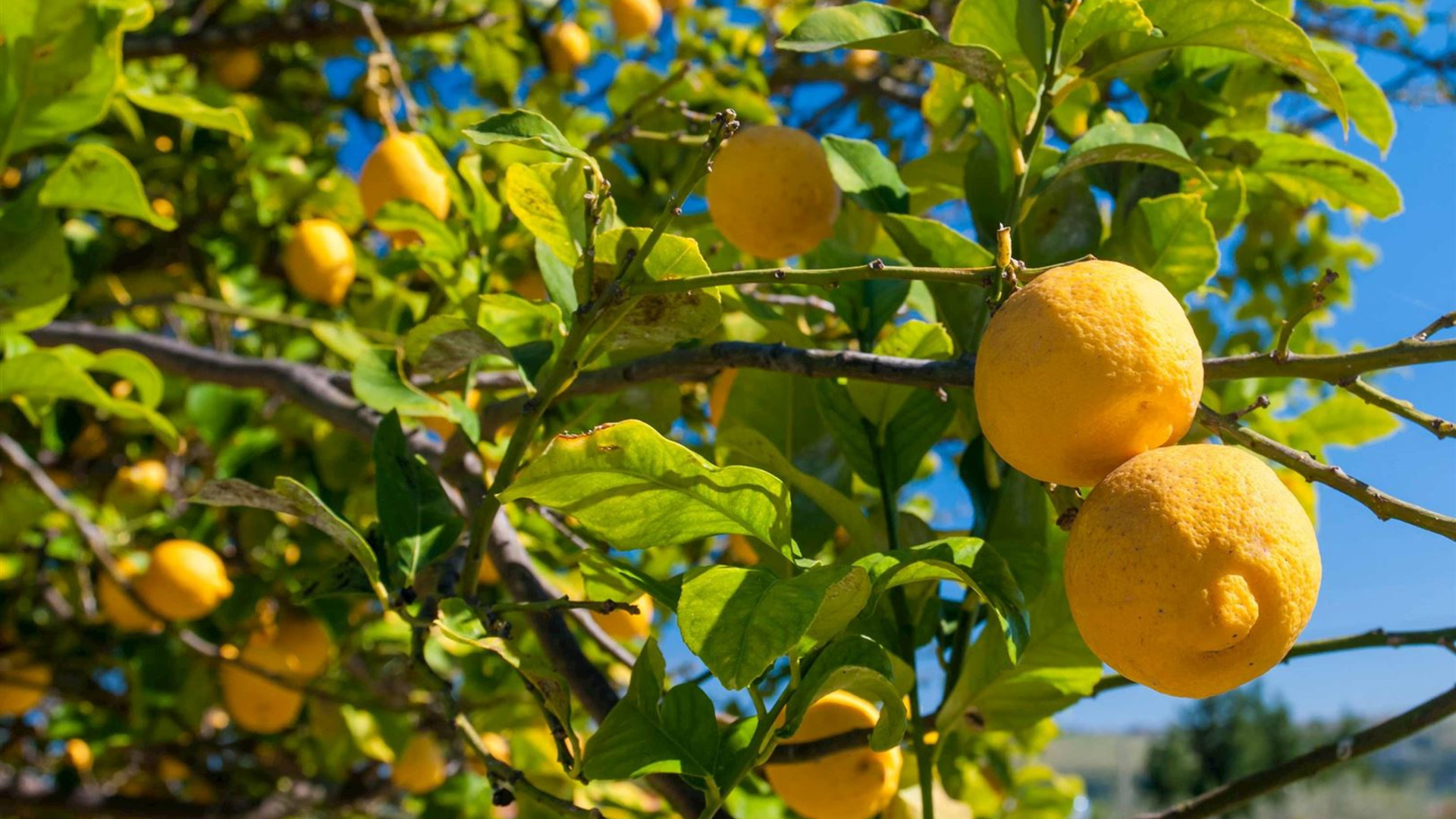 Colours of Sicily