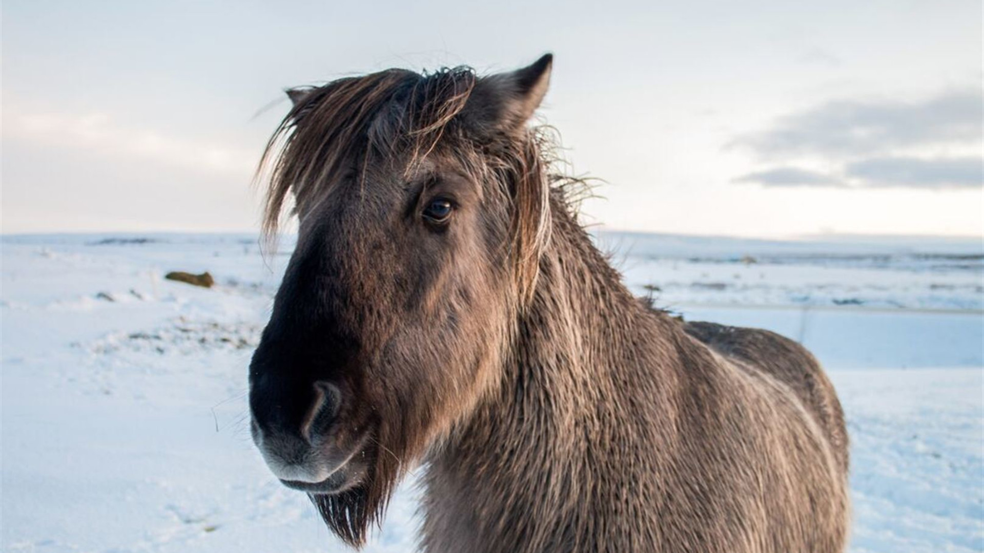 Iceland's Classic Northern Lights