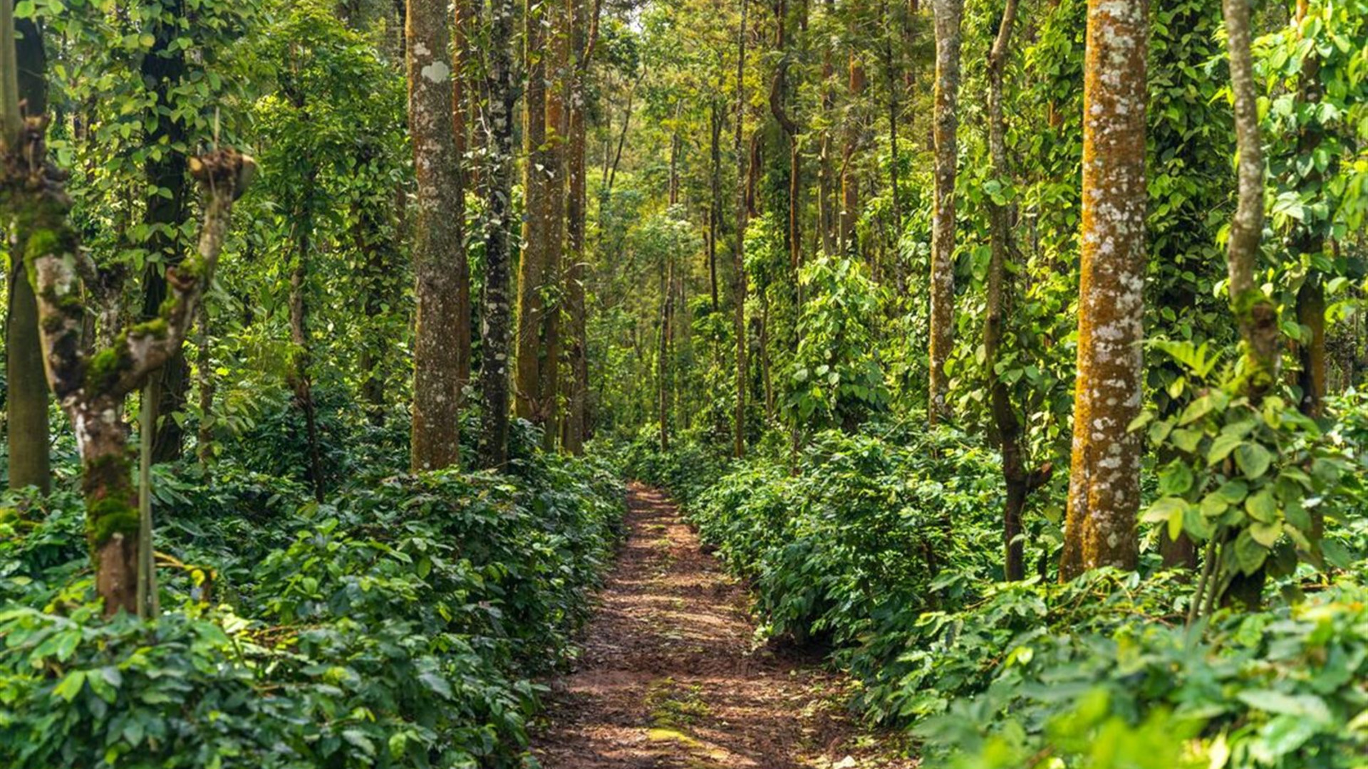 South India Highlights 