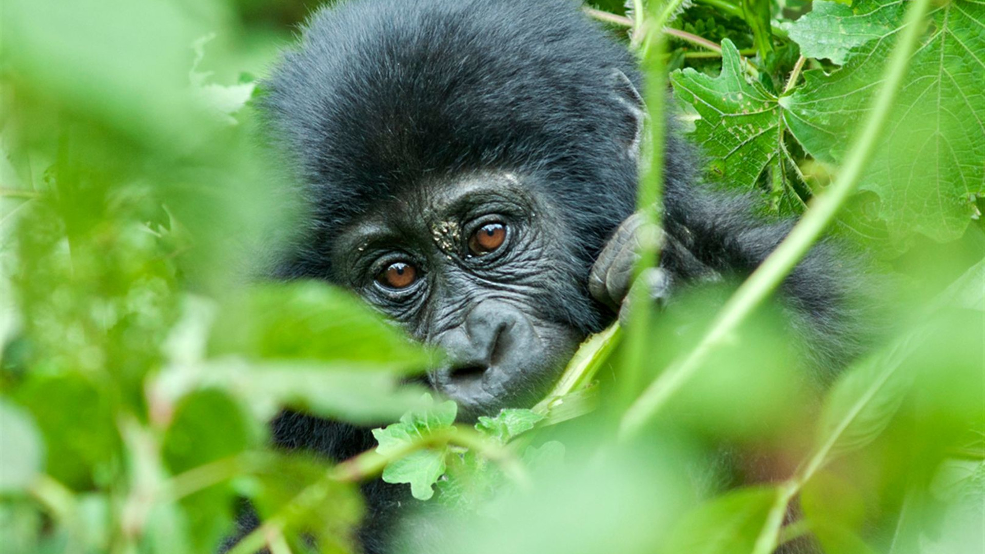 Remarkable Rwanda & Gorillas of Uganda