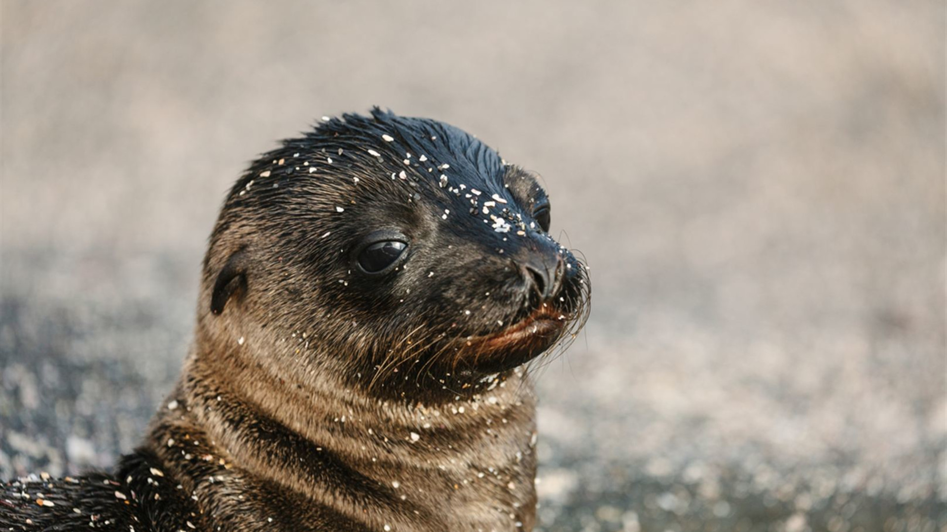 Majestic Peru & Southern Galapagos Cruise (Grand Queen Beatriz)