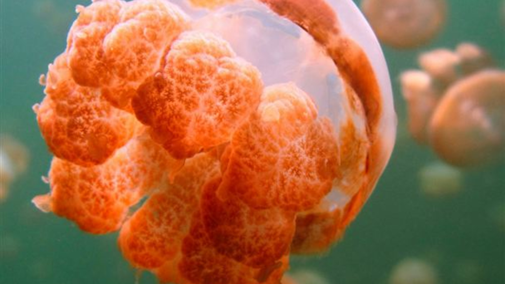 Signature: Palau’s Rock Islands & Underwater Serengeti