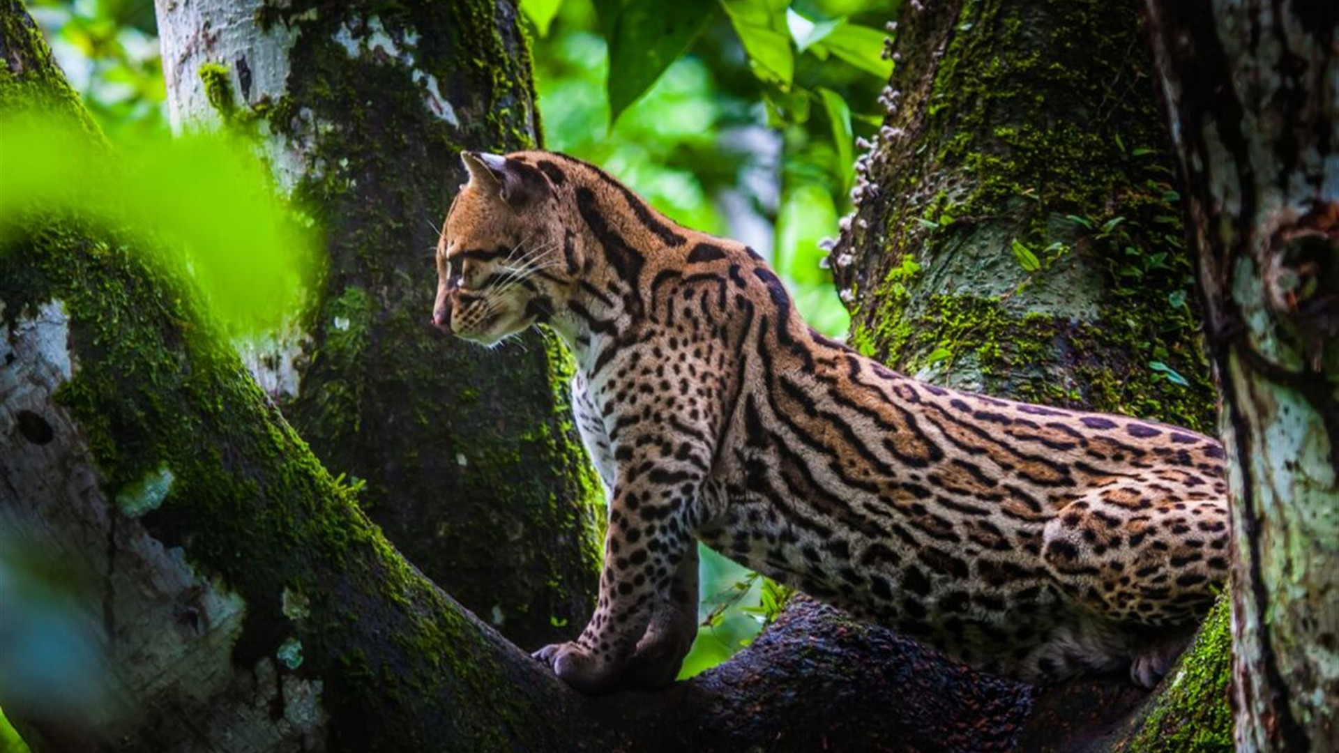 Mainland Ecuador and Galapagos Cruise 