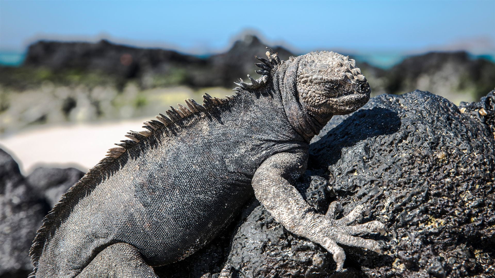 Galápagos – Nördliche und zentrale Inseln an Bord der Eden
