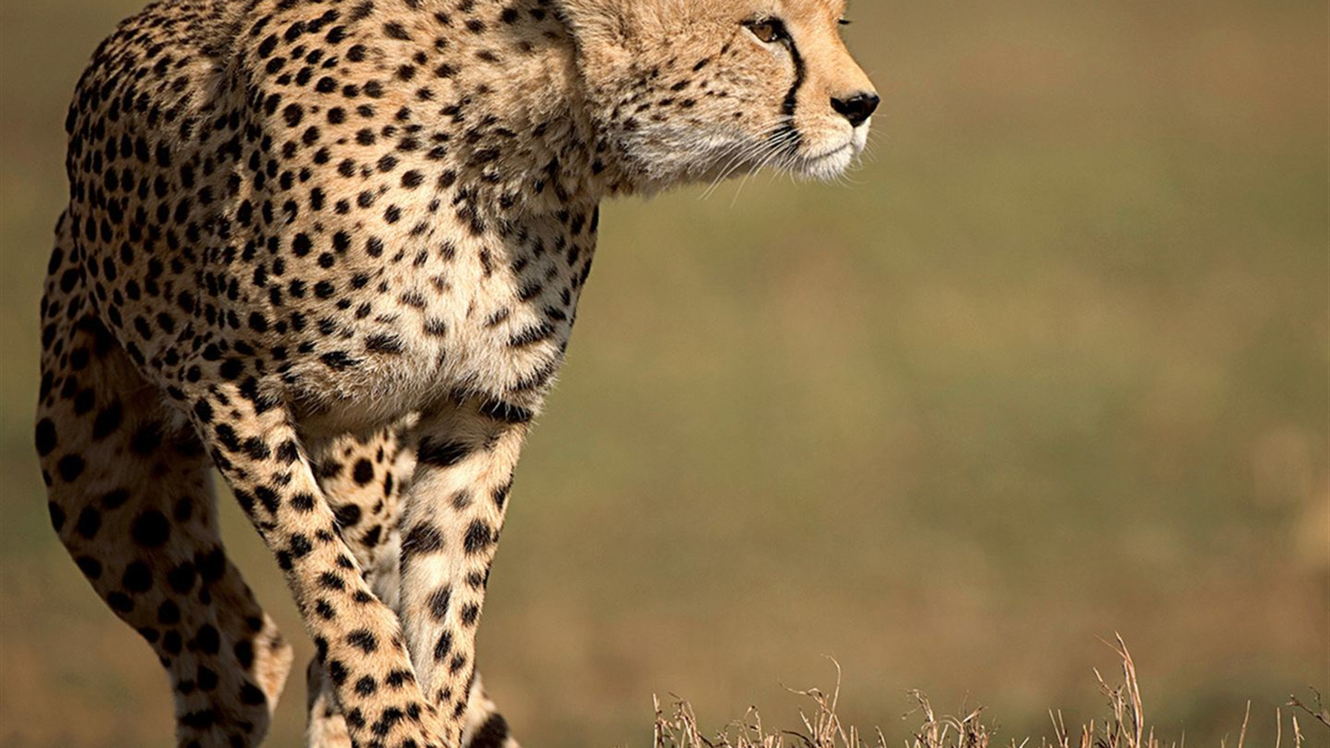 Journeys: Legendary Wildlife of Rwanda & Kenya