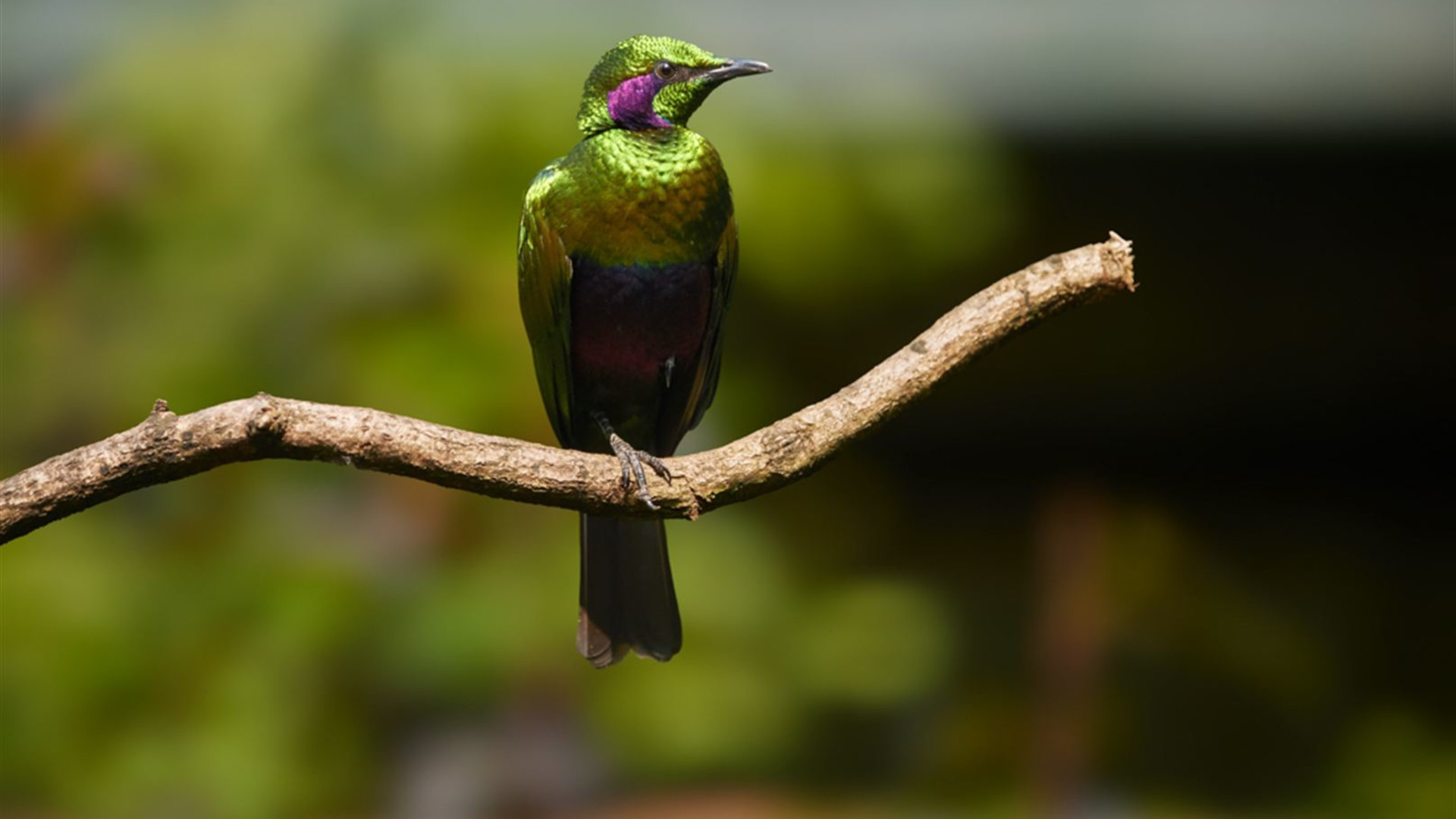 Sierra Leone Adventure: History, Culture & Nature