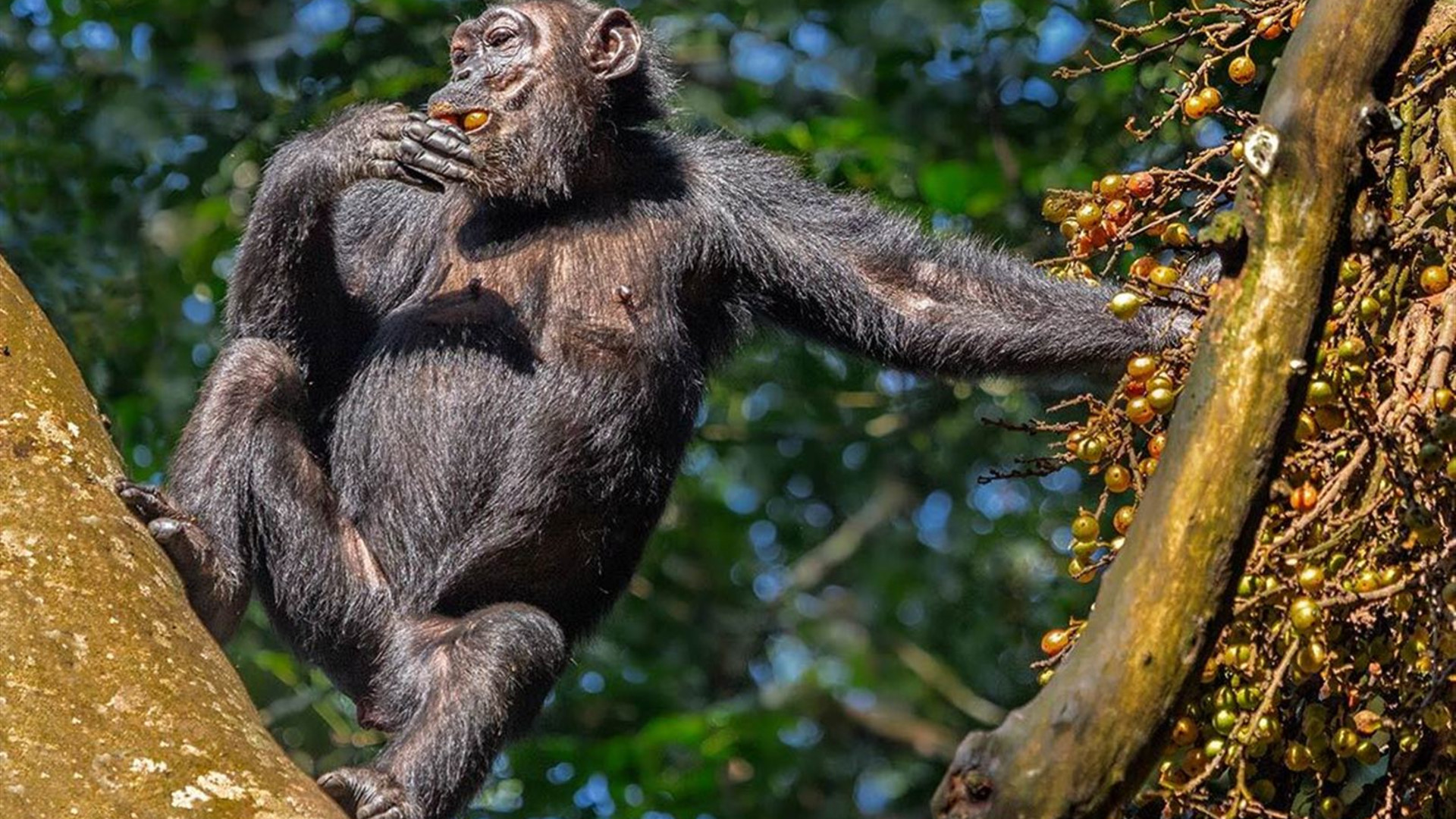 Remarkable Rwanda & Gorillas of Uganda