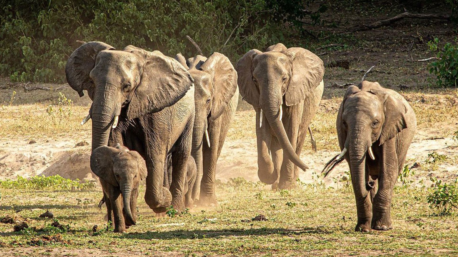 Fahrten: Safari in Botswana & Simbabwe
