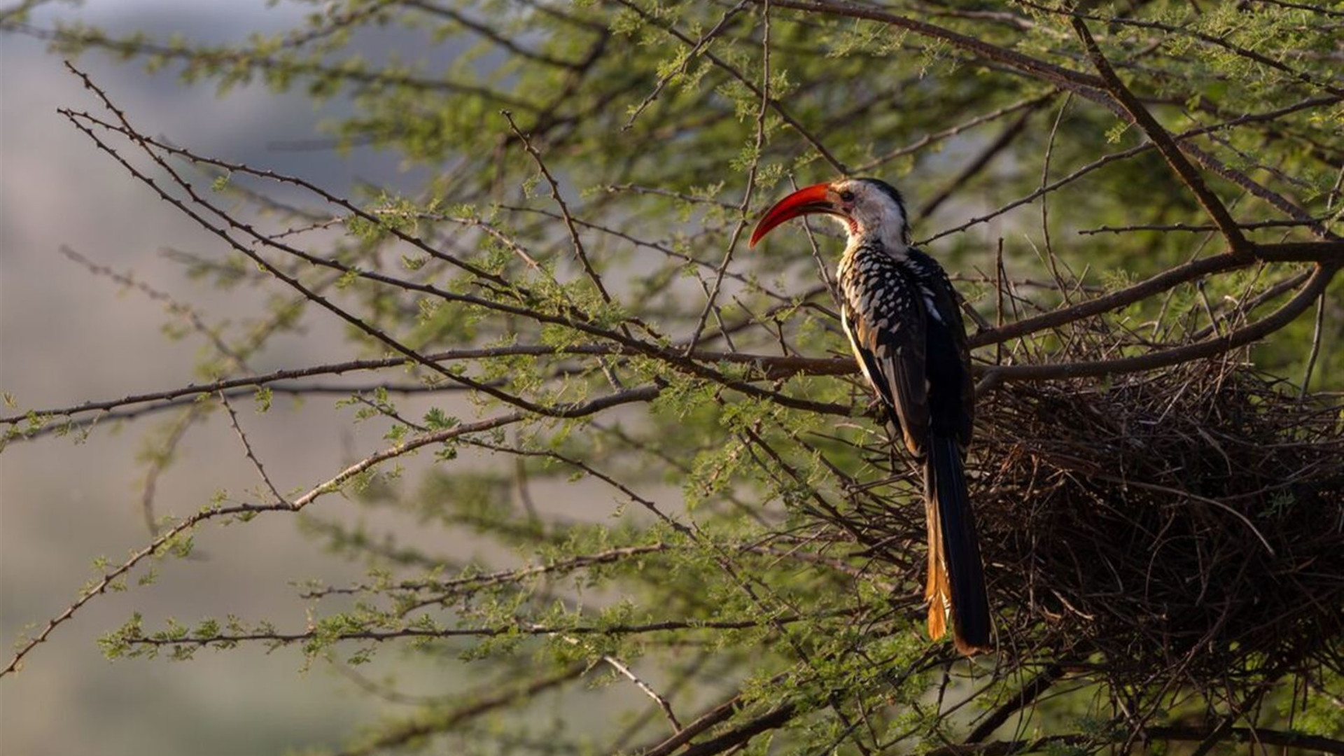 Kenya by Rail: Trains, Safaris & Beaches 