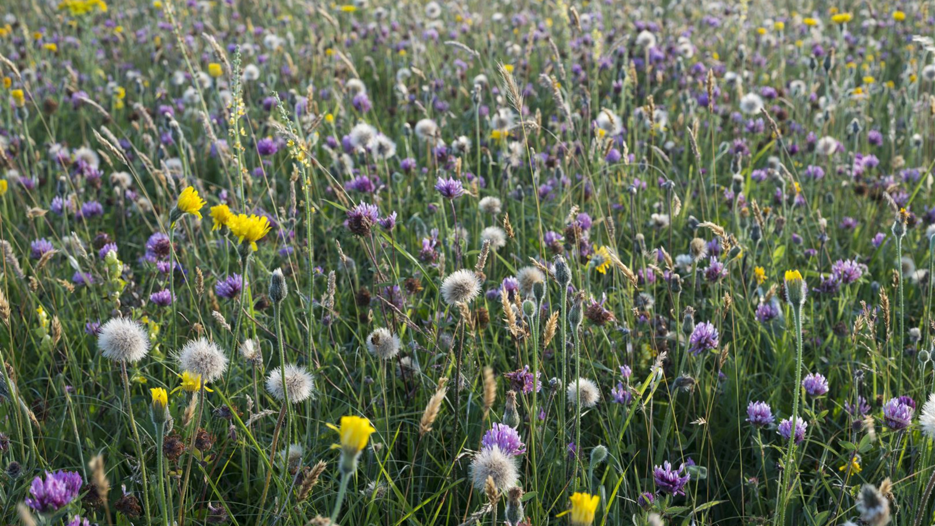 Jewels of the Jurassic Coast Walk
