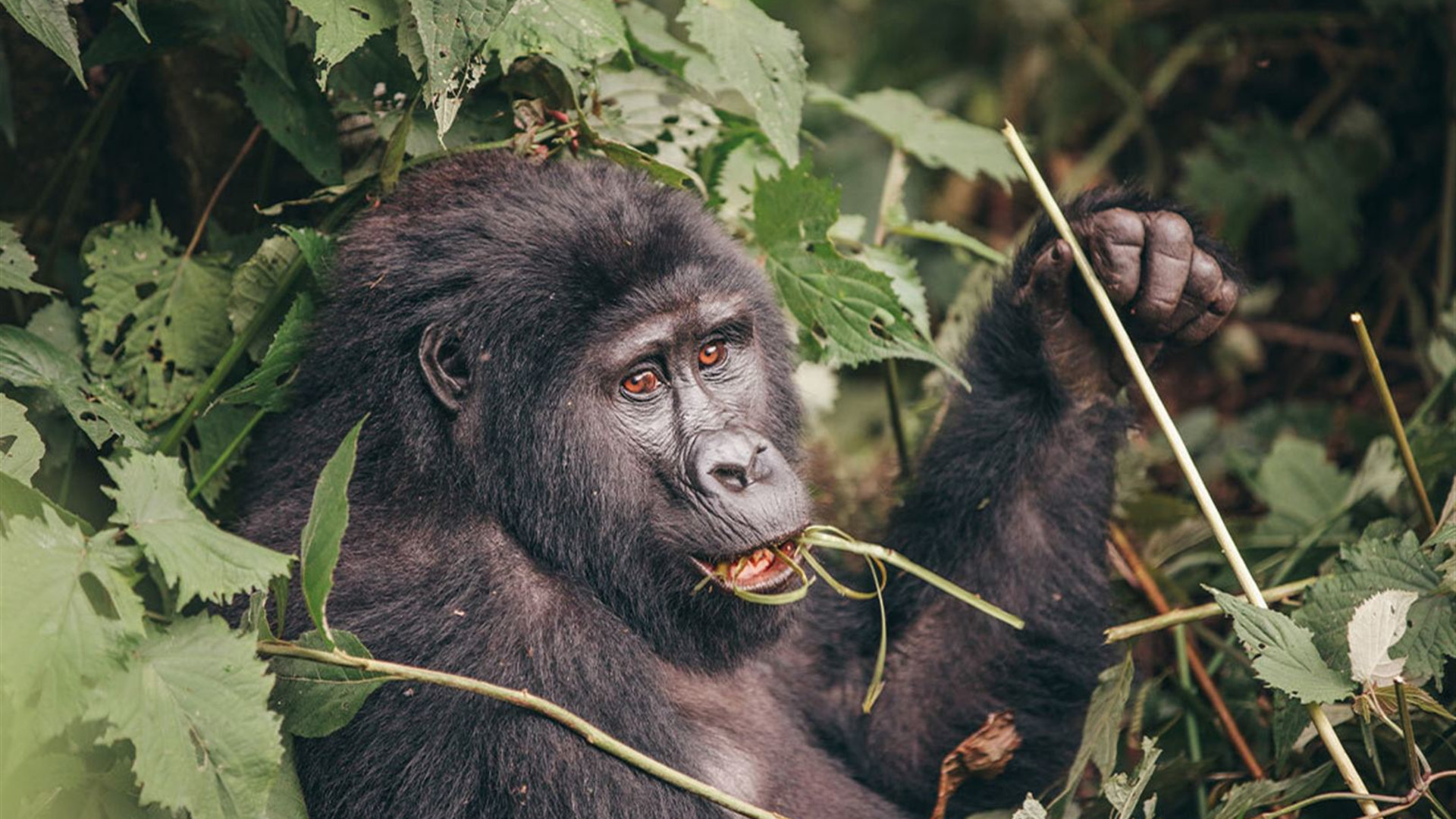 Premium Rwanda & Gorillas of Uganda