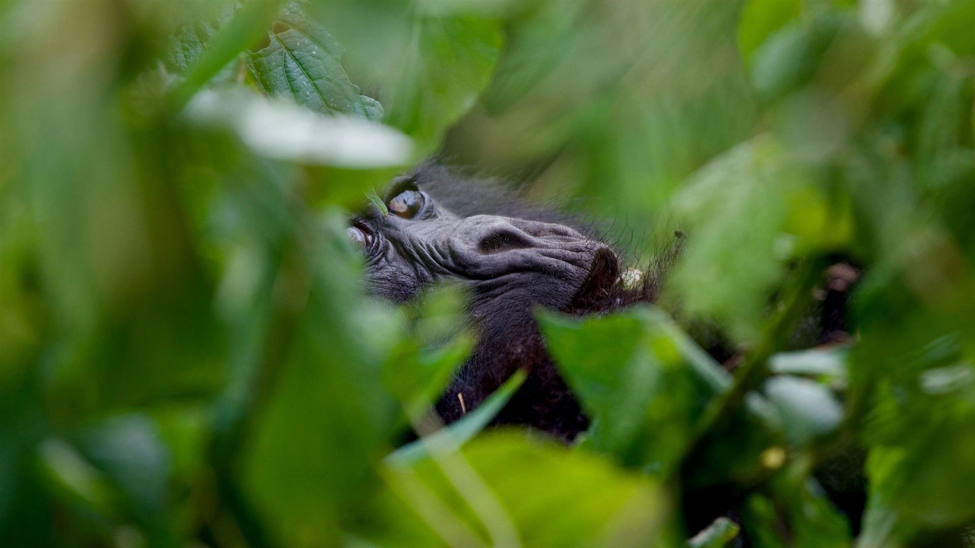 Signature: Kenya & Rwanda — From the Mara to the Mist