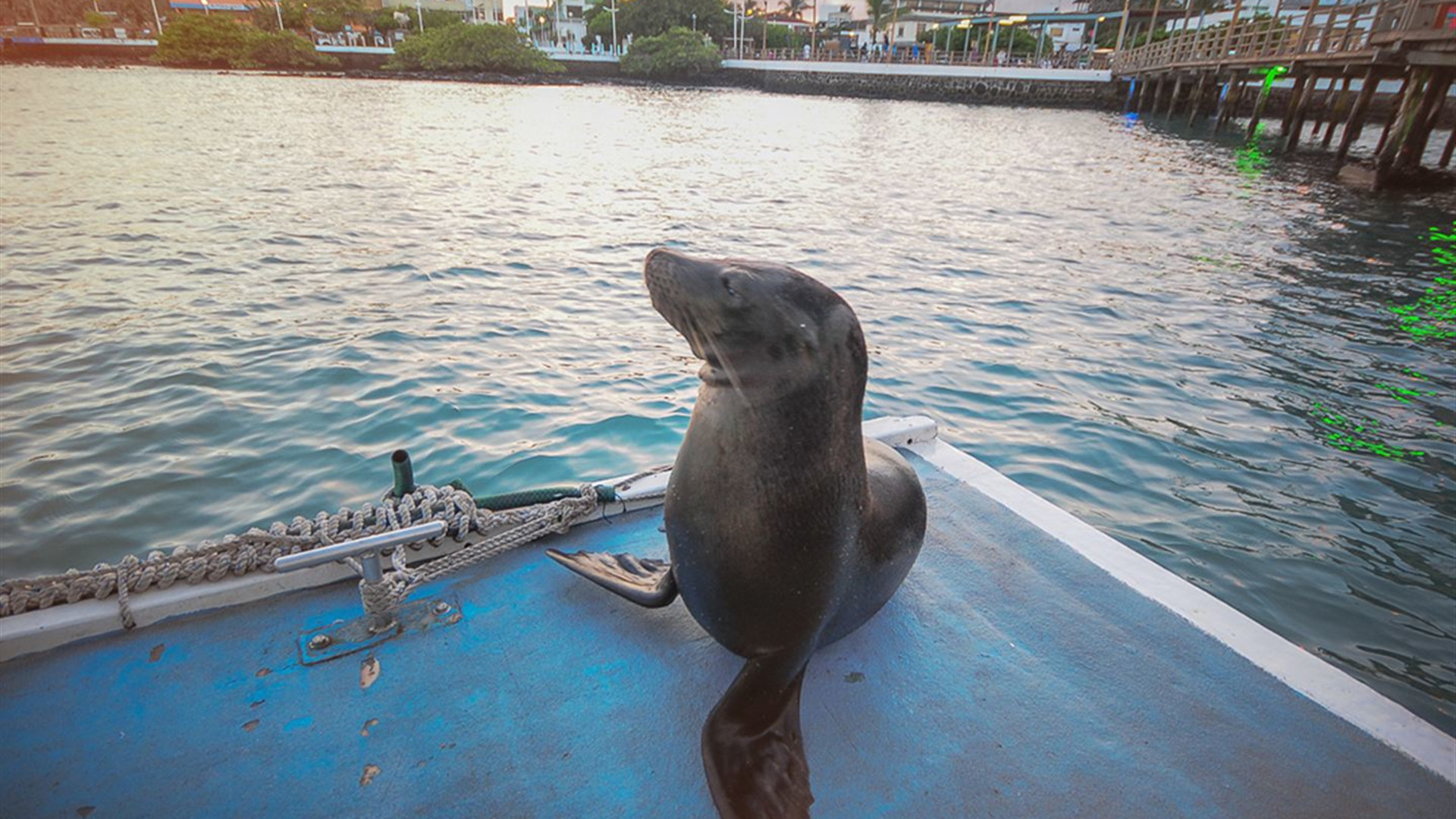 Galápagos – Westliche und zentrale Inseln an Bord der Reina Silvia Voyager