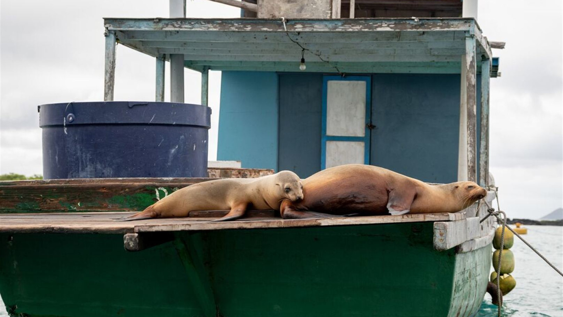 Galapagos Explorer: Southern Islands (Grand Queen Beatriz)