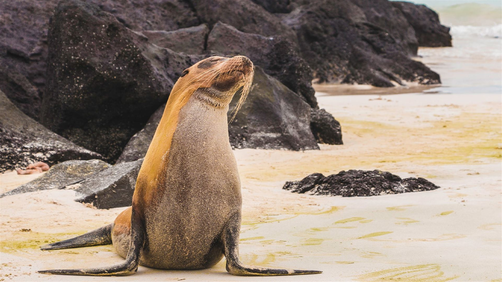 Peru & Galapagos by Yacht 