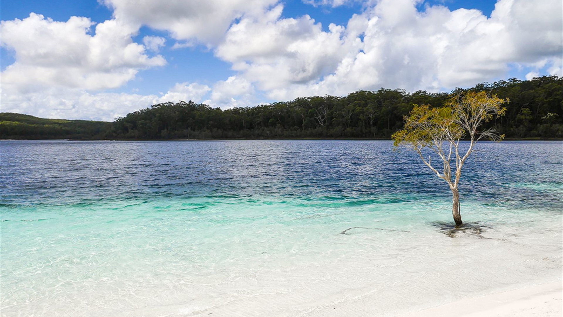 Real Australia