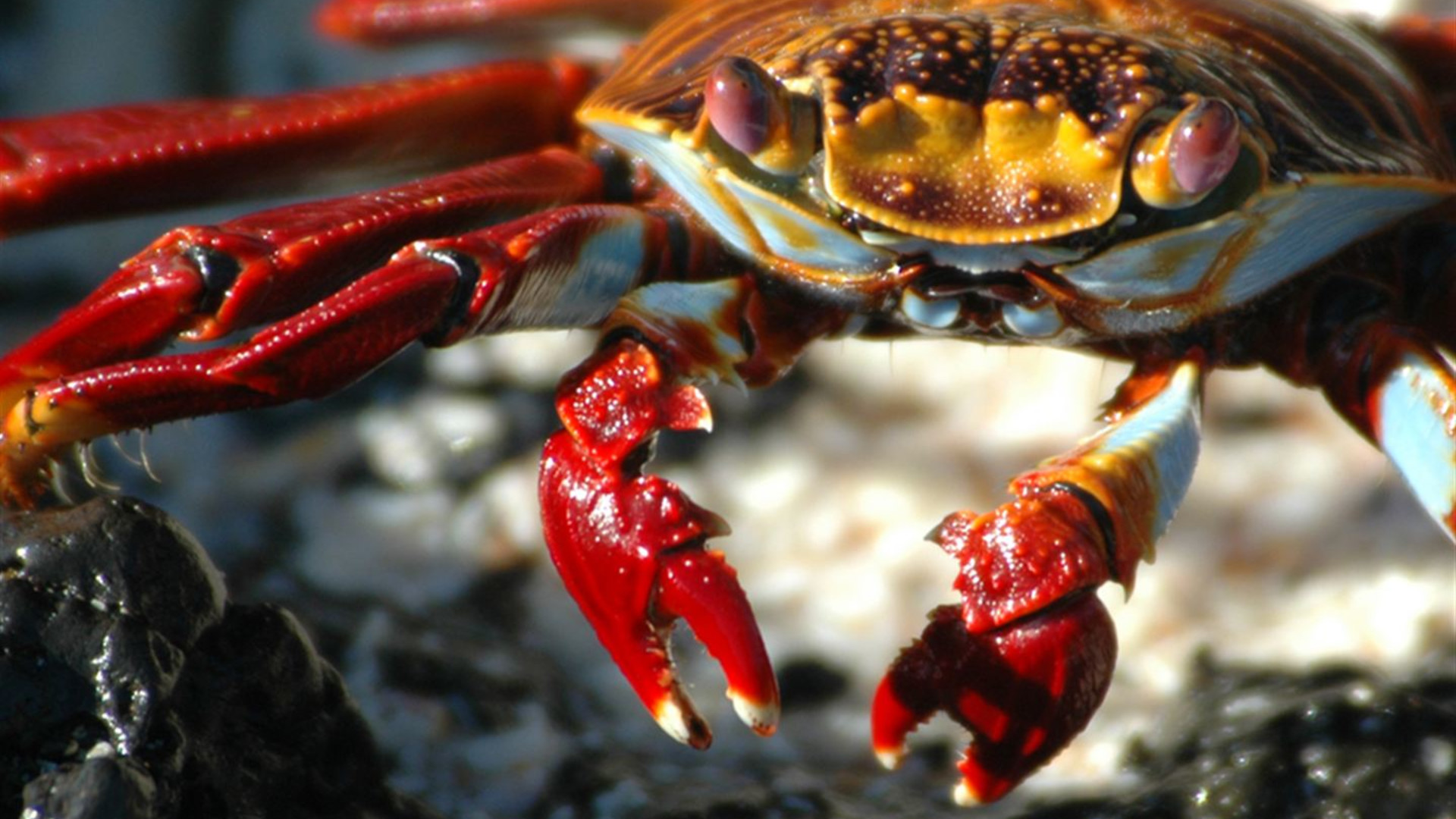 Galápagos – Westliche und zentrale Inseln an Bord der Reina Silvia Voyager