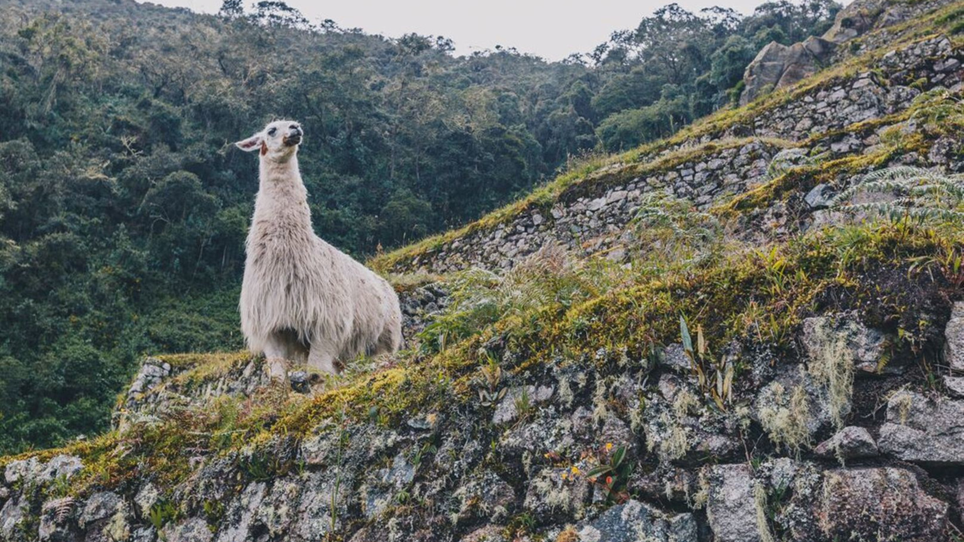South America Highlights
