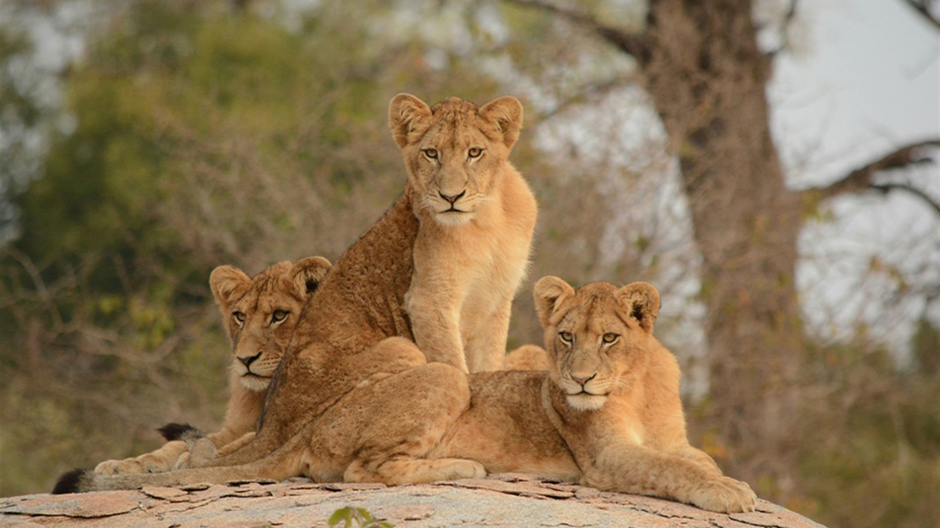 Namibia and South Africa