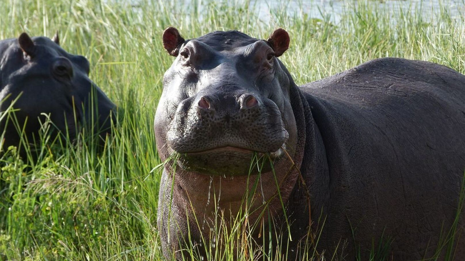 Okavango & Beyond