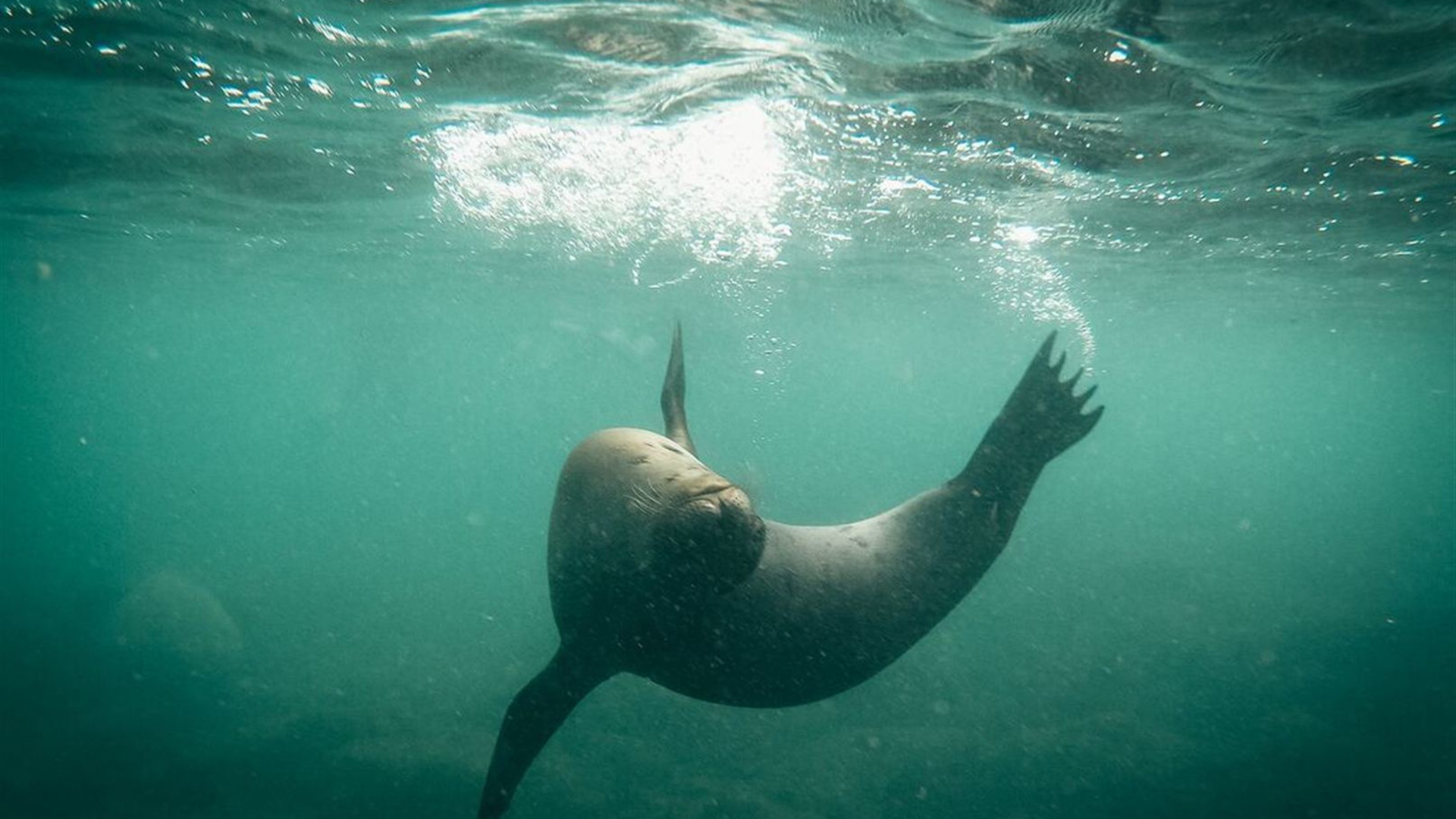 Pure Galapagos (Grand Daphne)