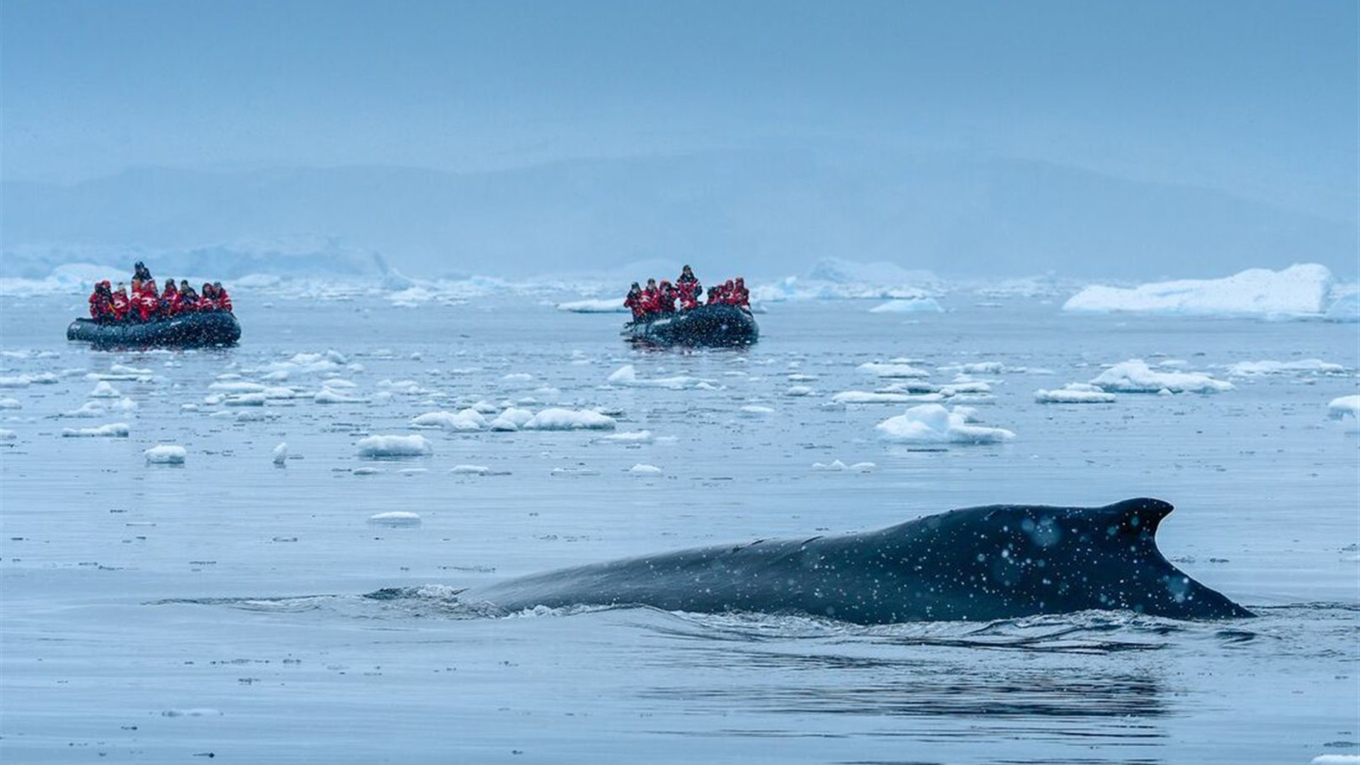 Celebrating New Year's in Antarctica (Ocean Nova) 