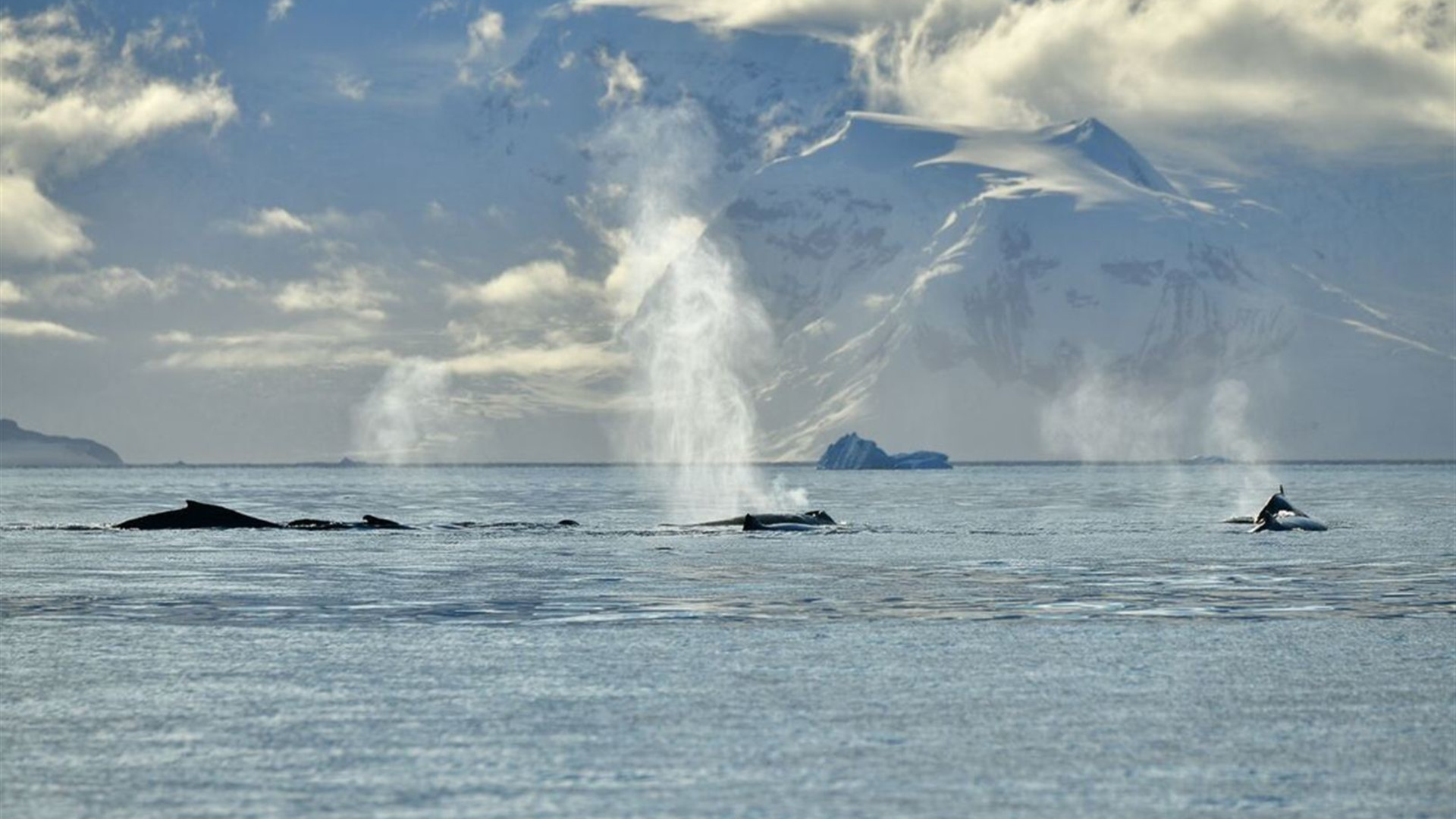 Antarctic Peninsula: The Classic Voyage (Ocean Albatros)