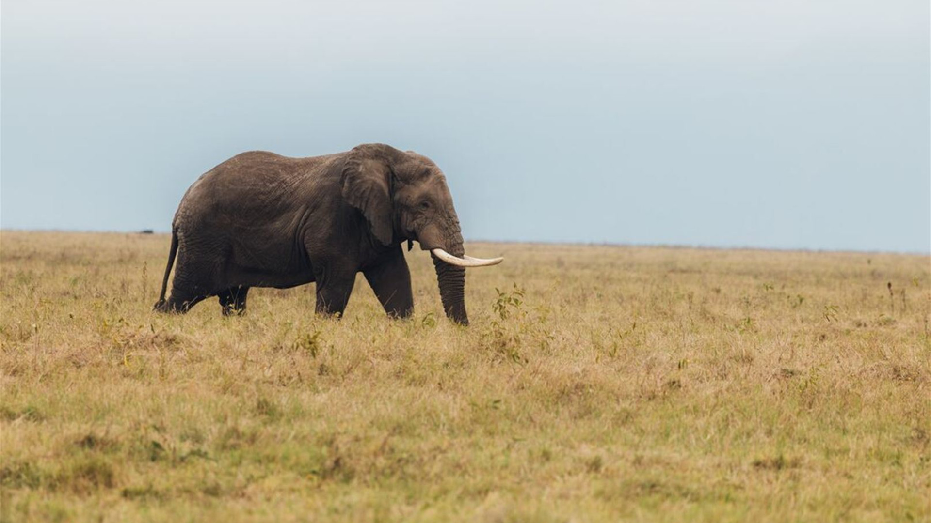 Serengeti & Kilimanjaro - Marangu Route