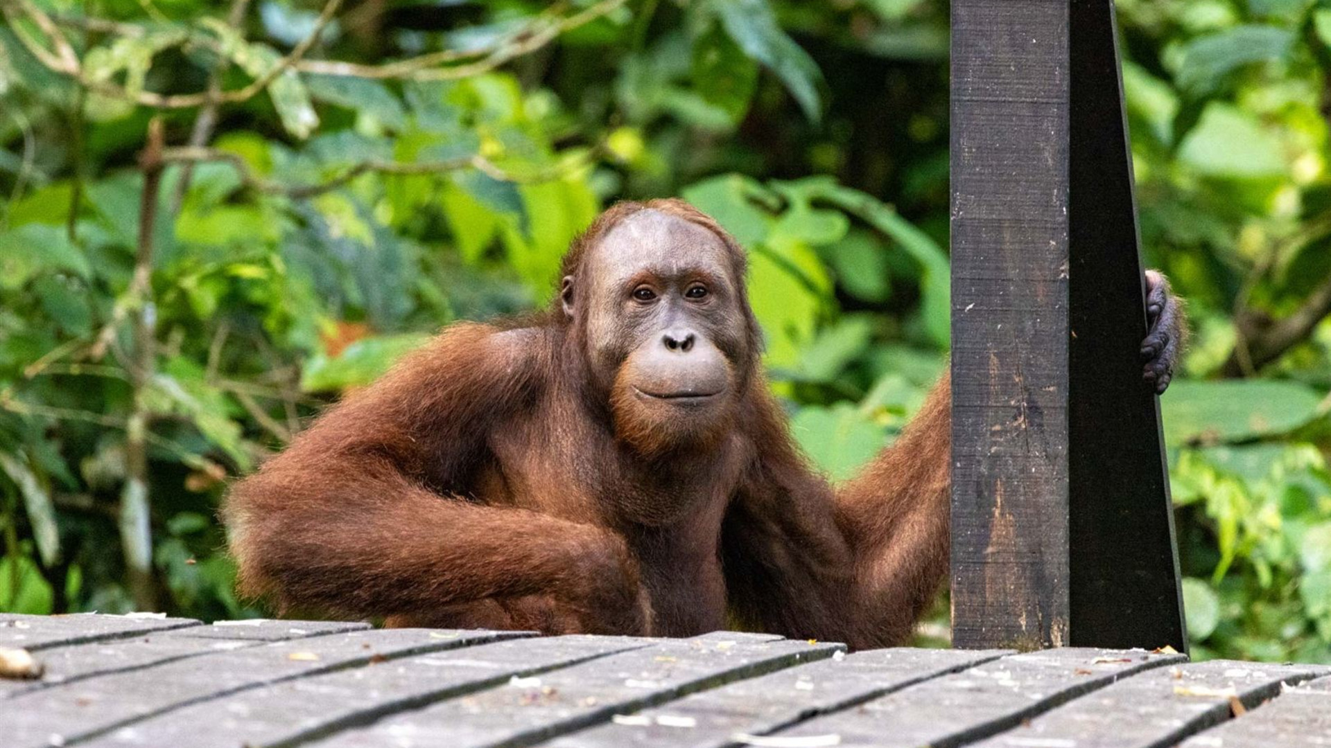 Borneo Family Holiday