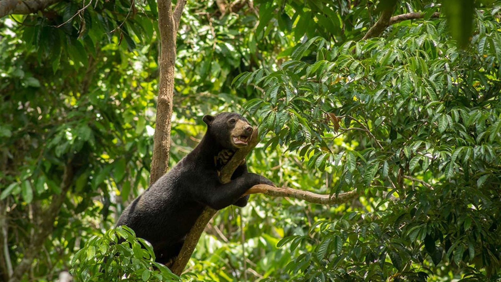 Sabah Adventure