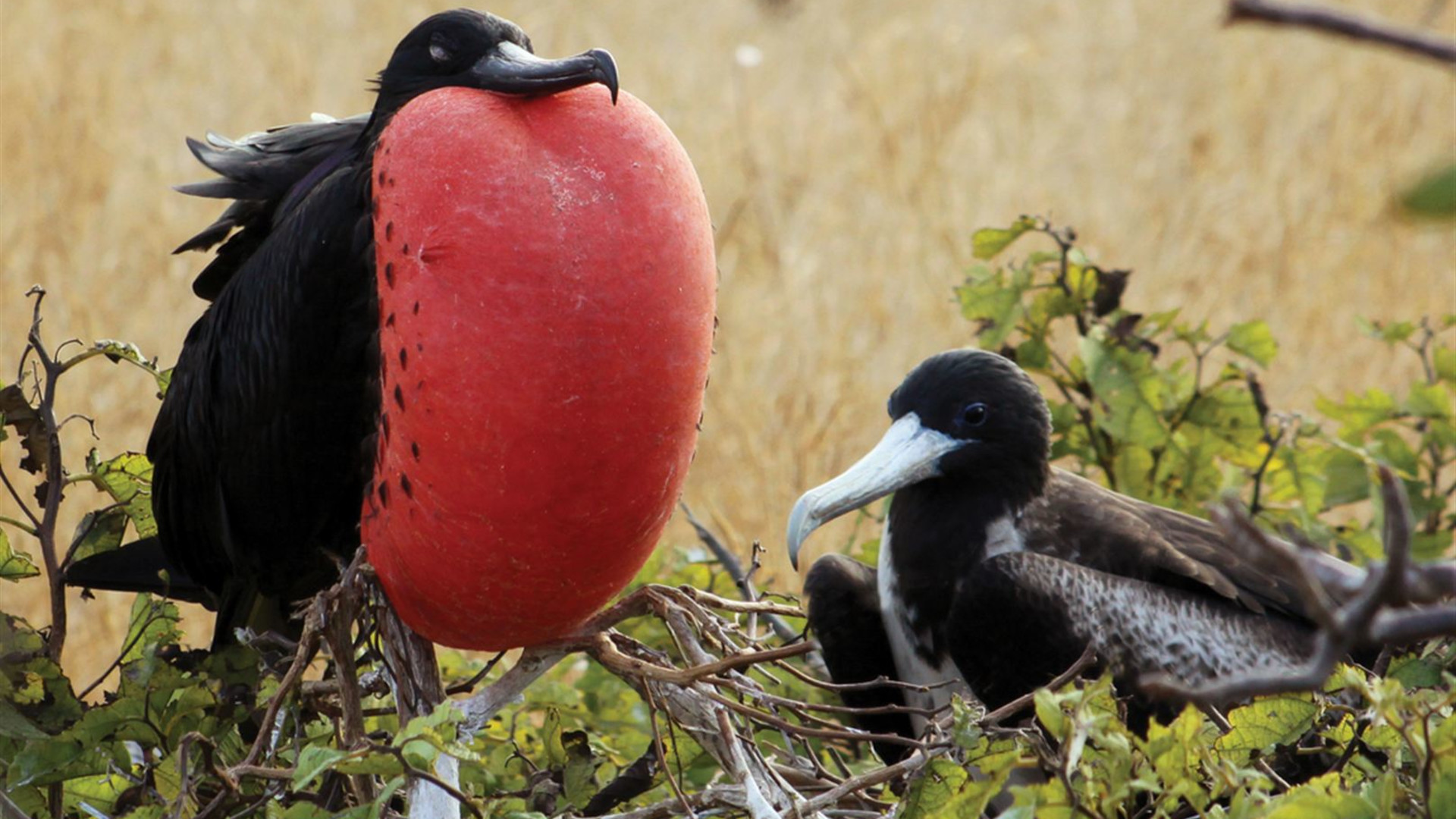 Galapagos Cruise & Peru’s Land of the Incas (Grand Daphne)