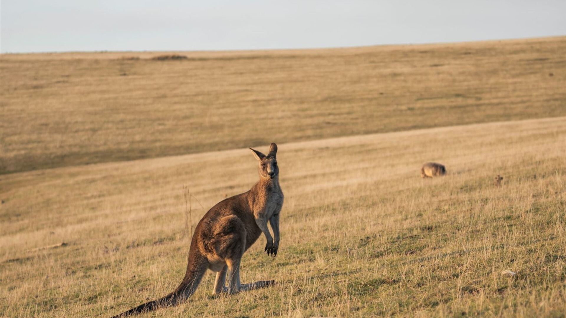 Tasmania's Maria Island Walk (Non-Portered)