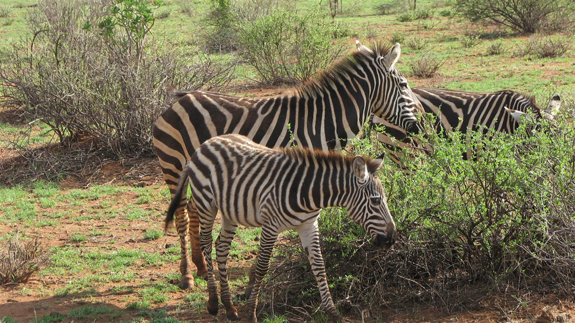 Namibia and South Africa