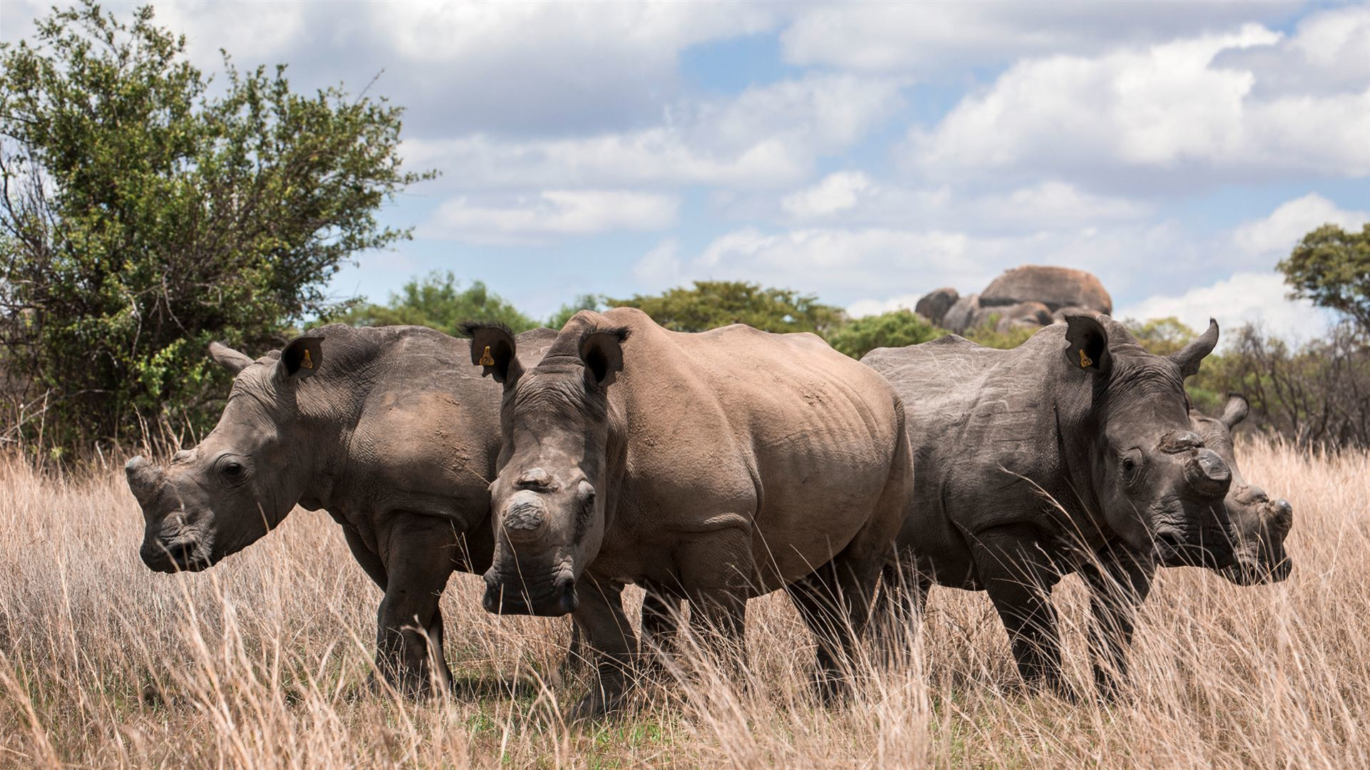 Journeys: Die ultimative Safari im Süden Afrikas