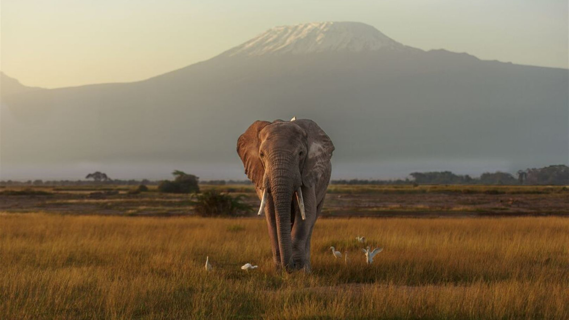Kenya by Rail: Trains, Safaris & Beaches 
