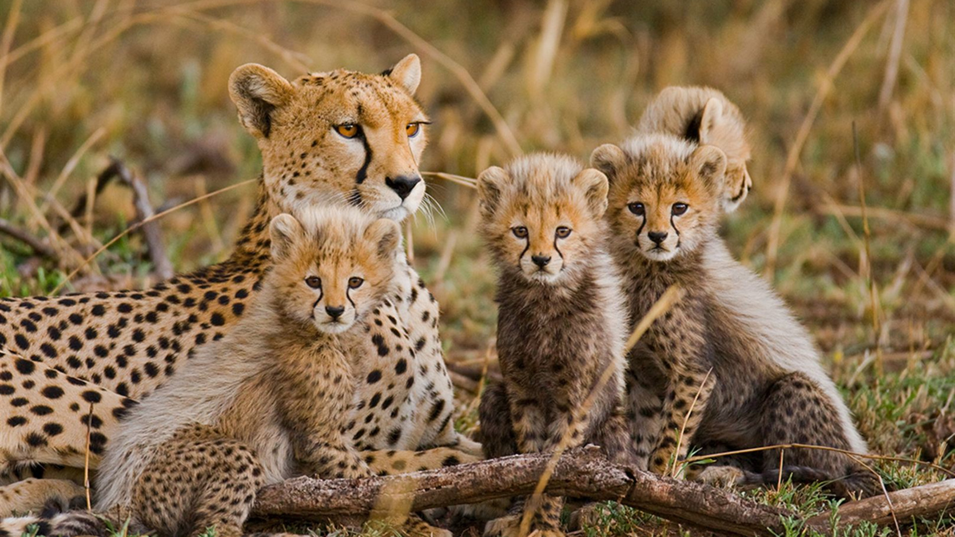 Safari to Kilimanjaro - Machame Route