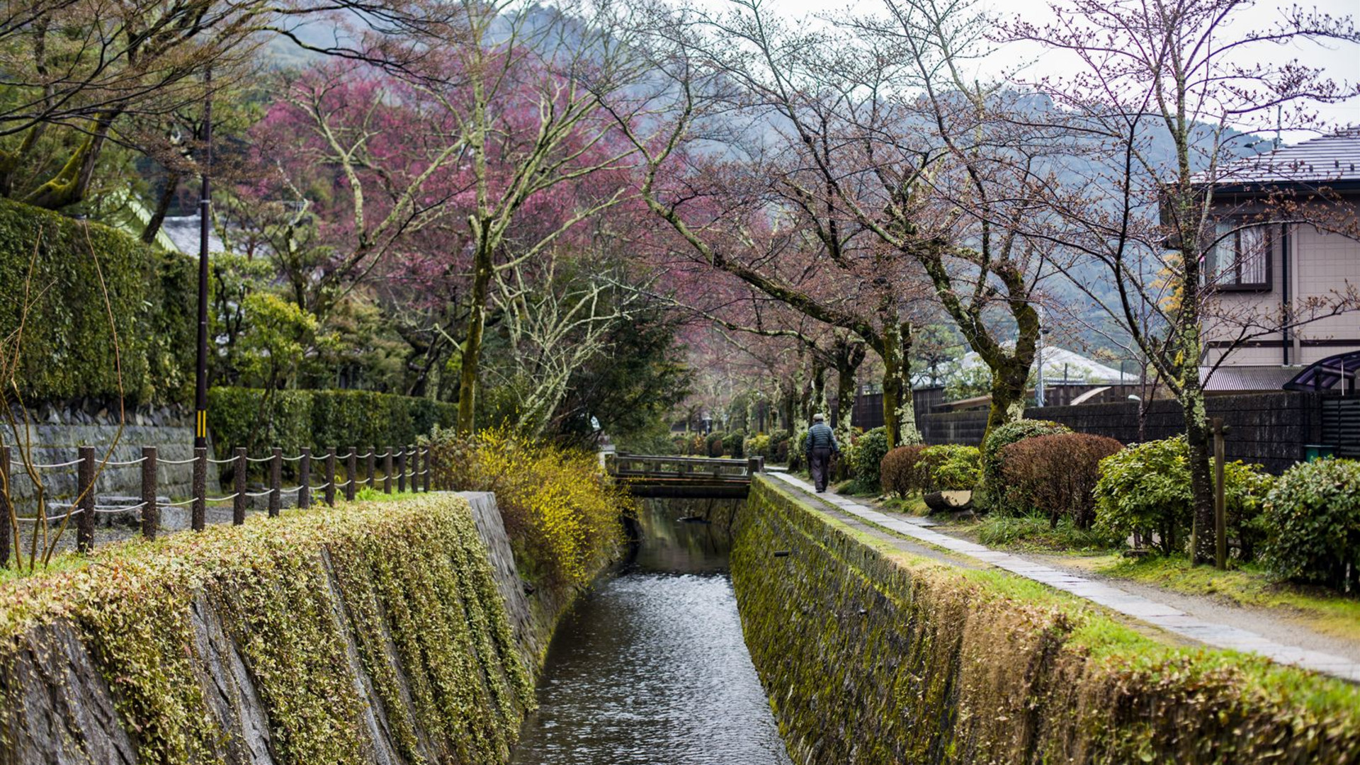Episches Japan – Shinkansen & Streetfood