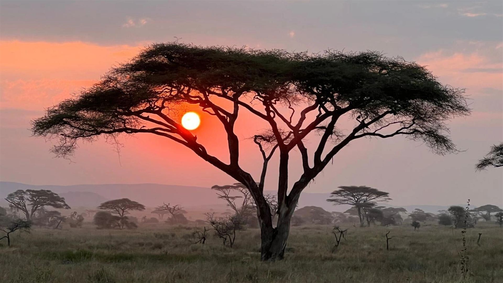 Maasai Mara Safari: Legendäre Wildtier- und Kultur-Safari