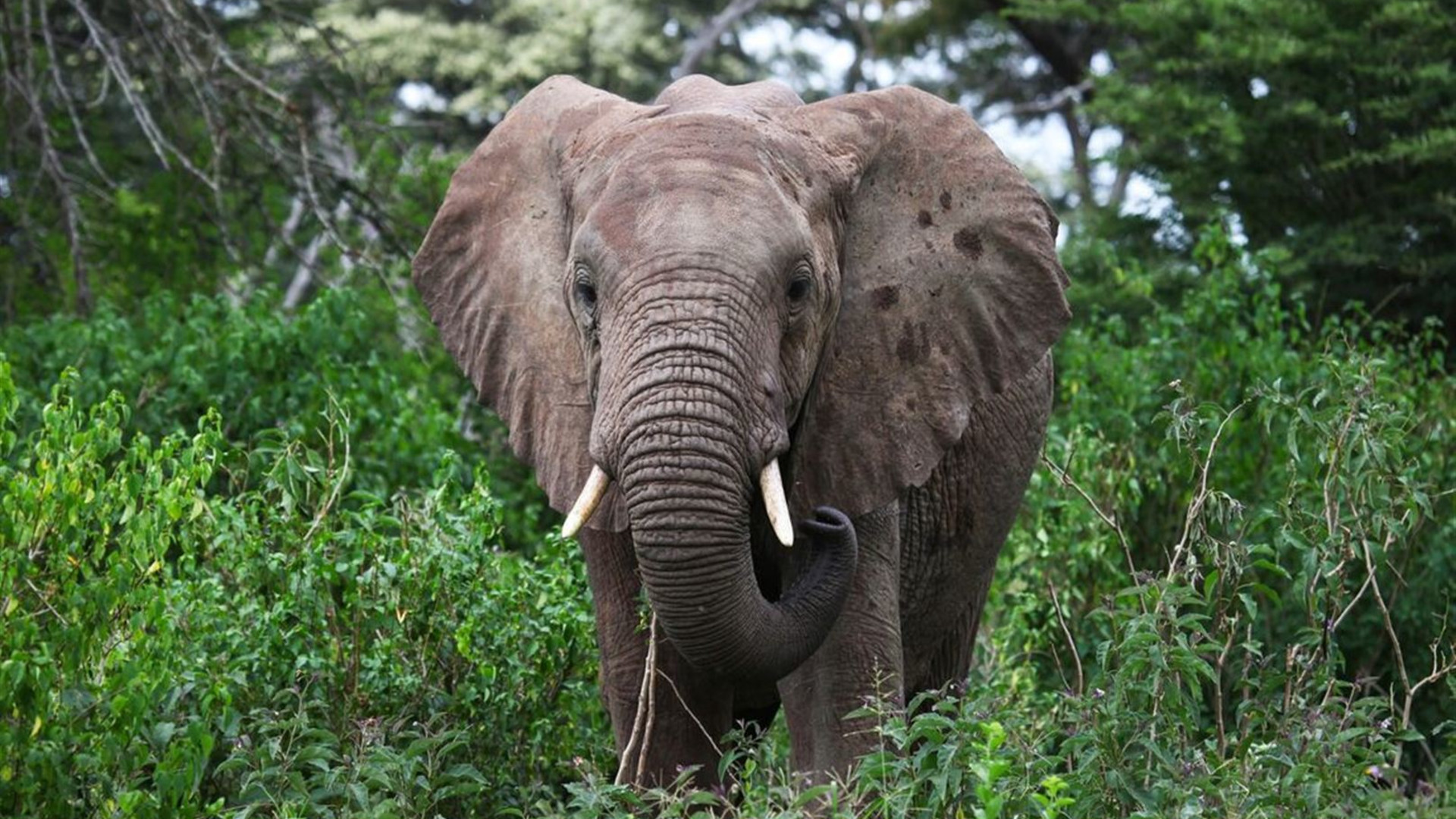 Kenya by Rail: Trains, Safaris & Beaches 