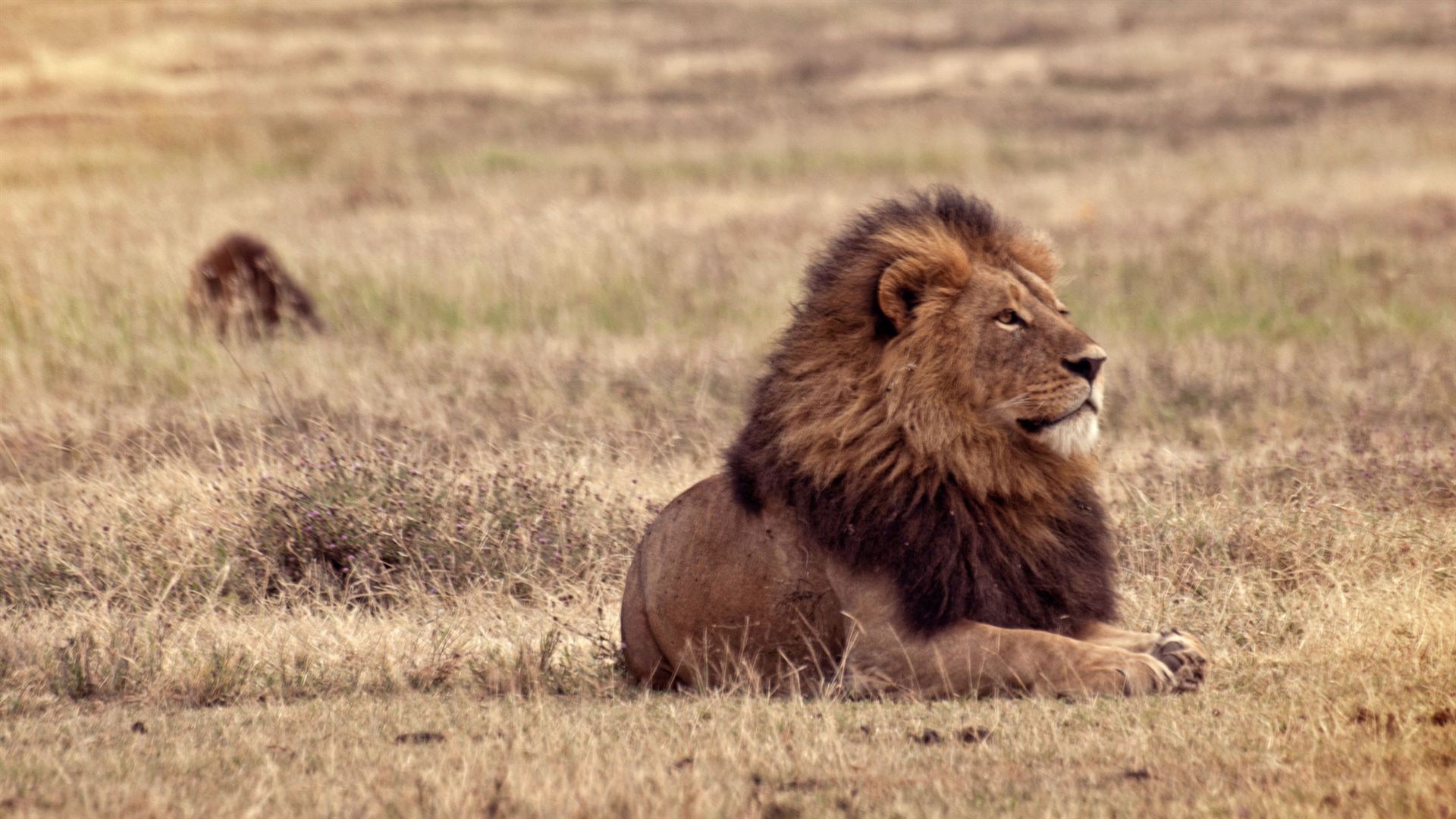 Von Johannesburg nach Nairobi – Safarifahrten & Serengeti