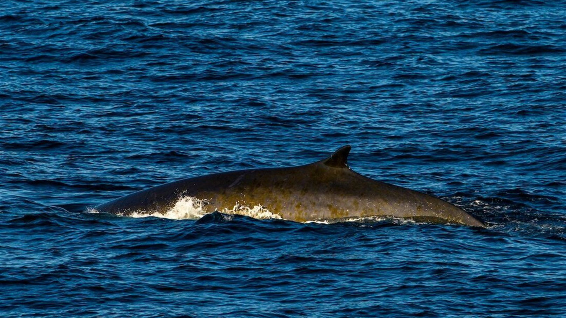 Greenland Explorer(Ocean Victory) 