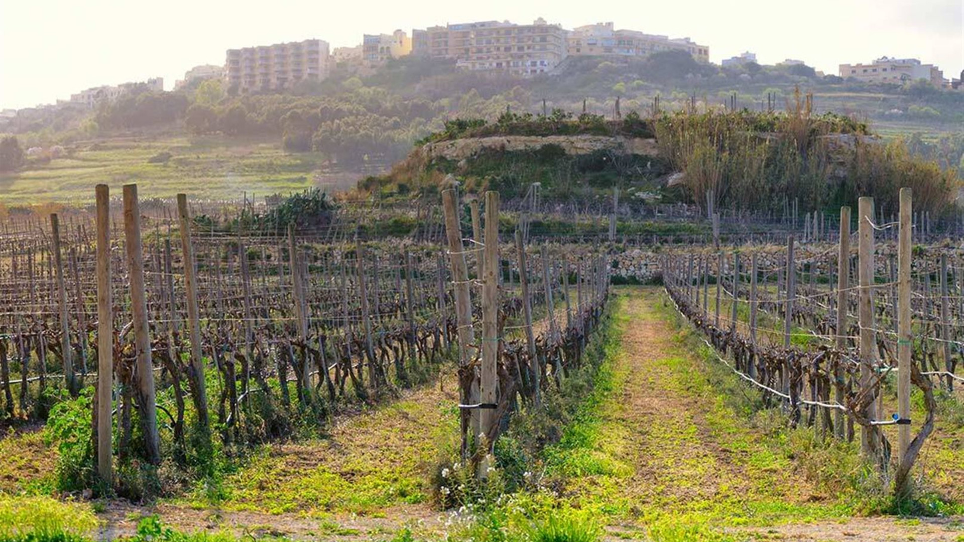 Highlights of Malta & Gozo