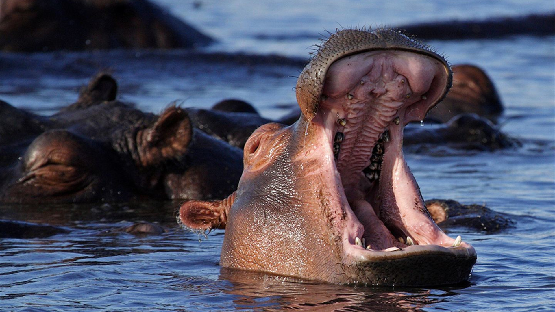 Zimbabwe and Botswana: Chobe, Hwange & the Wildlife of Victoria Falls