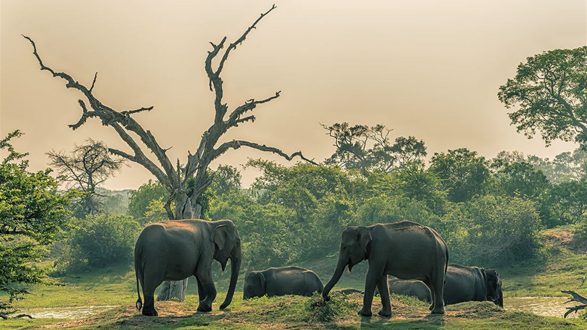 Sri Lanka Safari