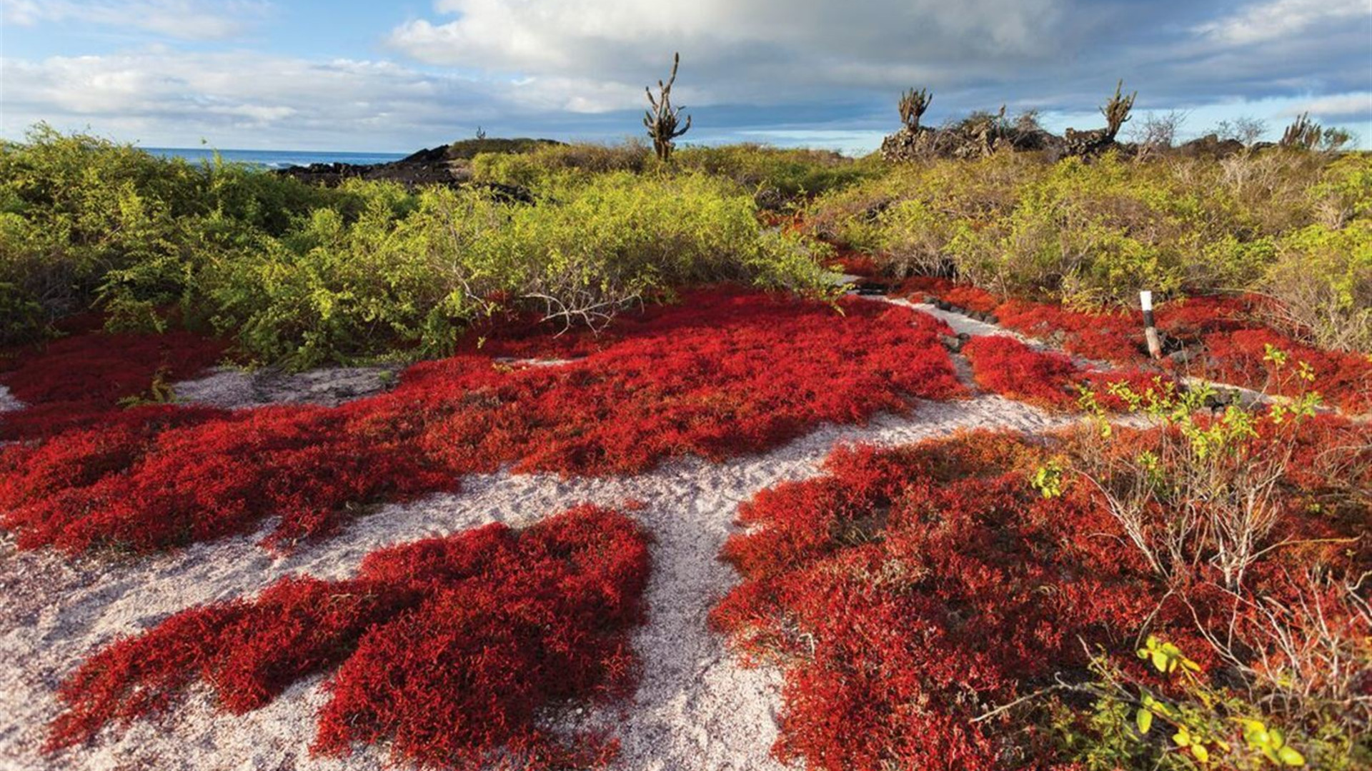 Complete Galapagos (Grand Daphne)