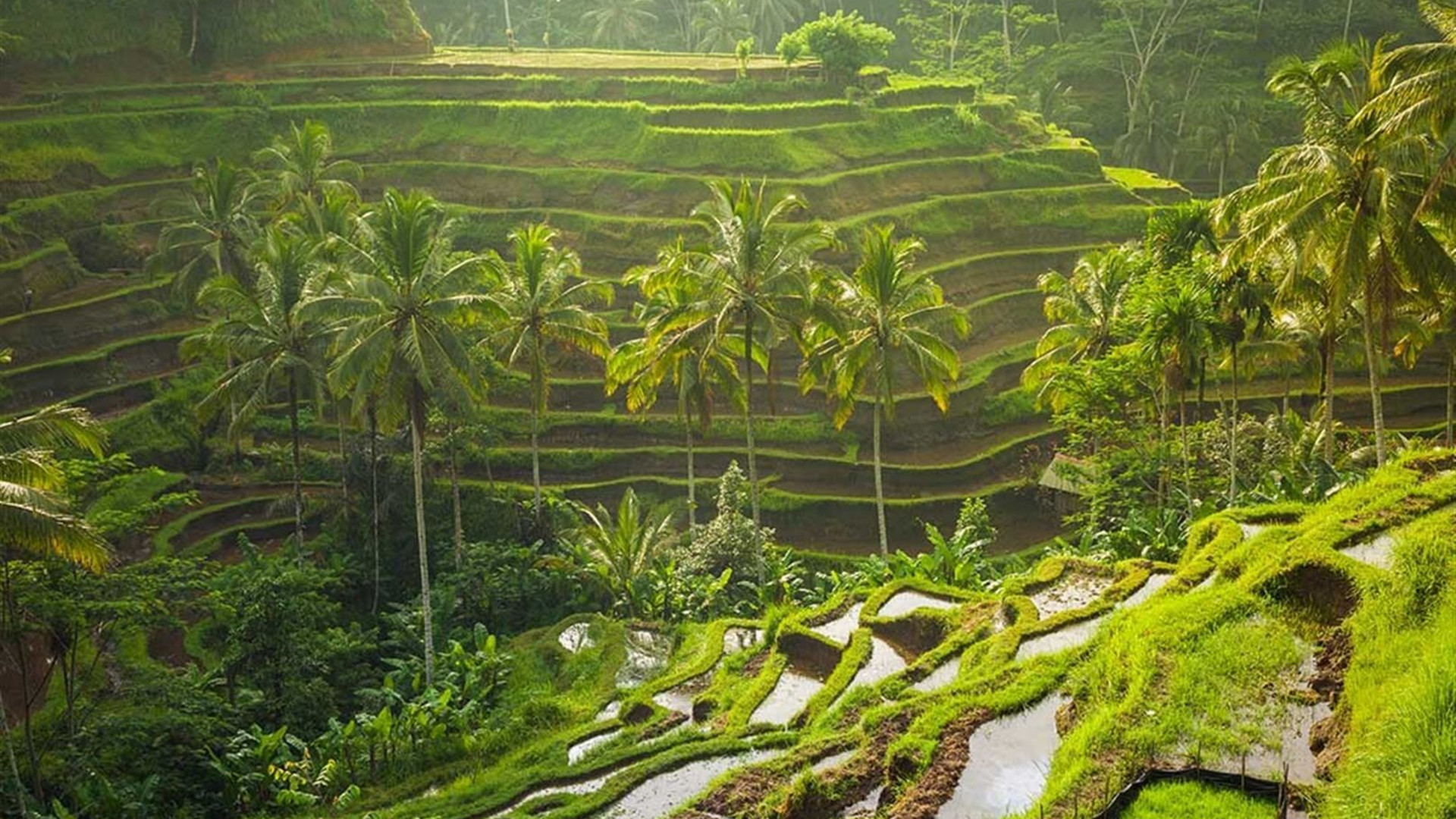 Premium Java and Bali 