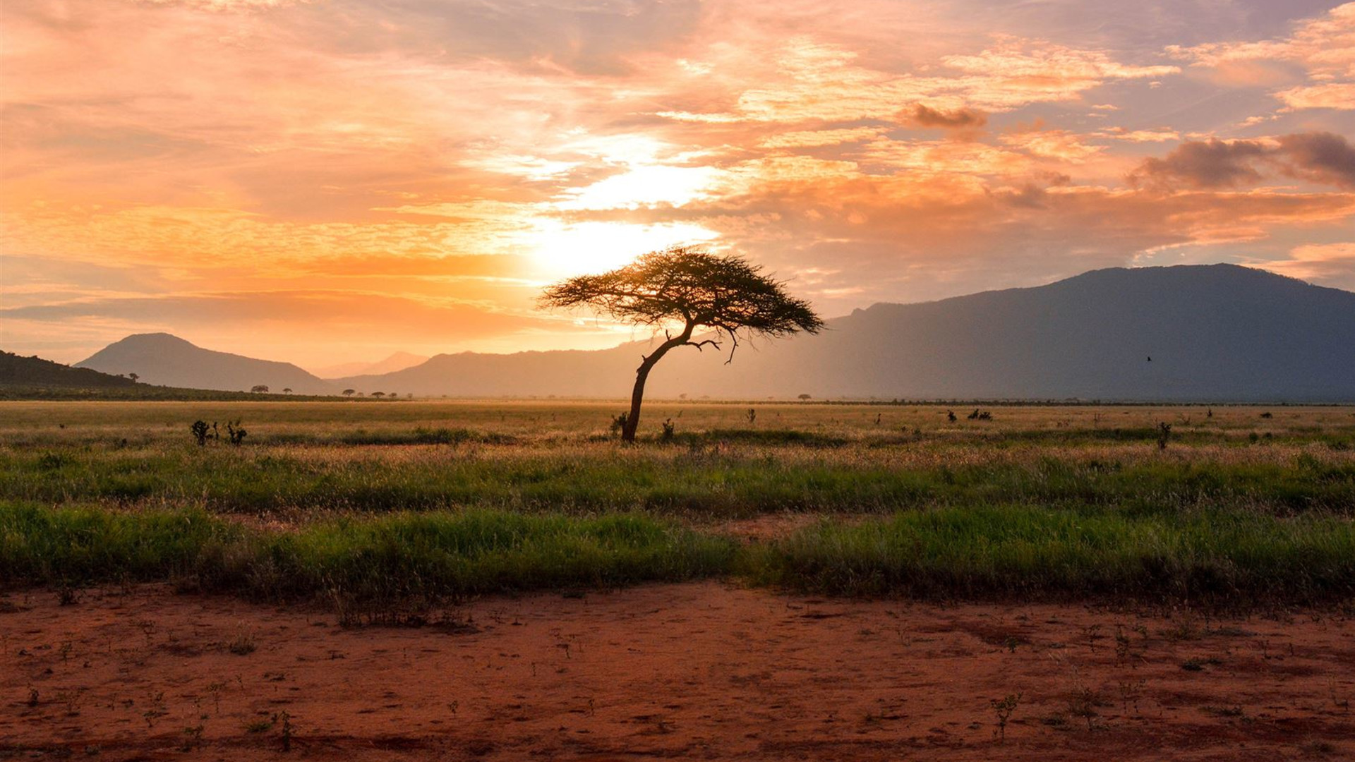 African Safari: Kenya & Tanzania